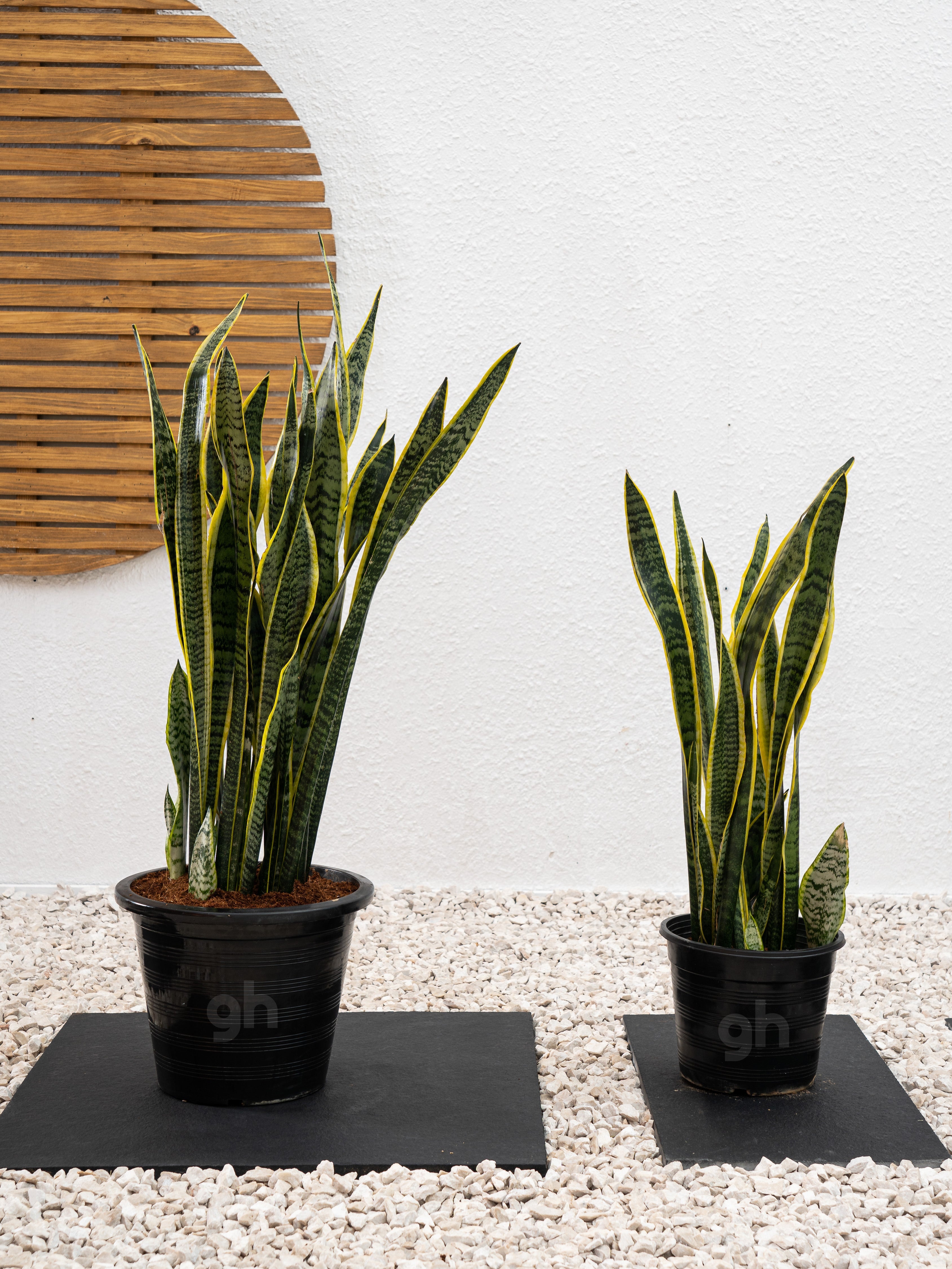are snake plants cactus Snake Plant Outdoor - Sansevieria Trifasciata | Cactus & Succulents - Outdoor Plants