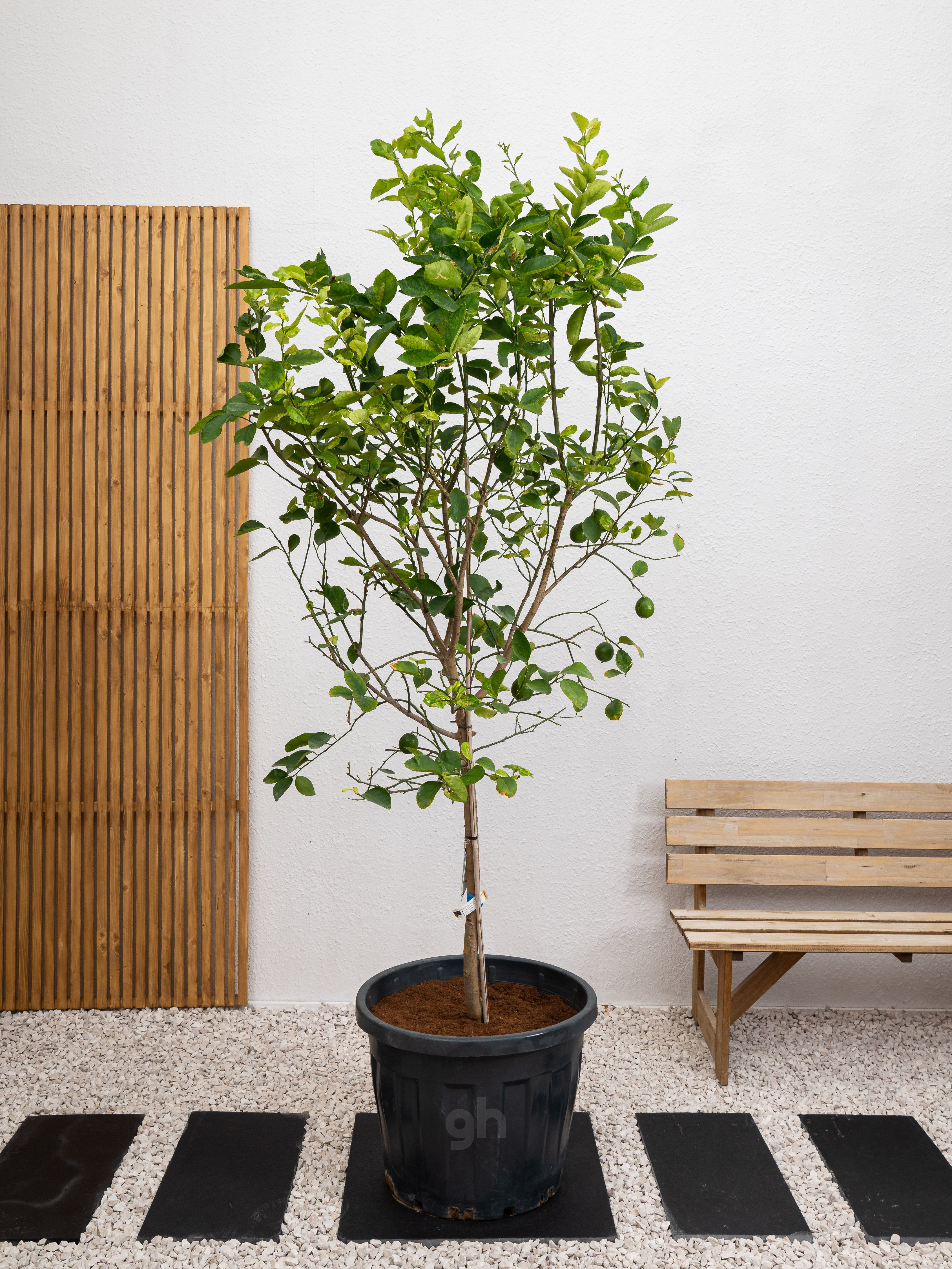 Lemon Tree