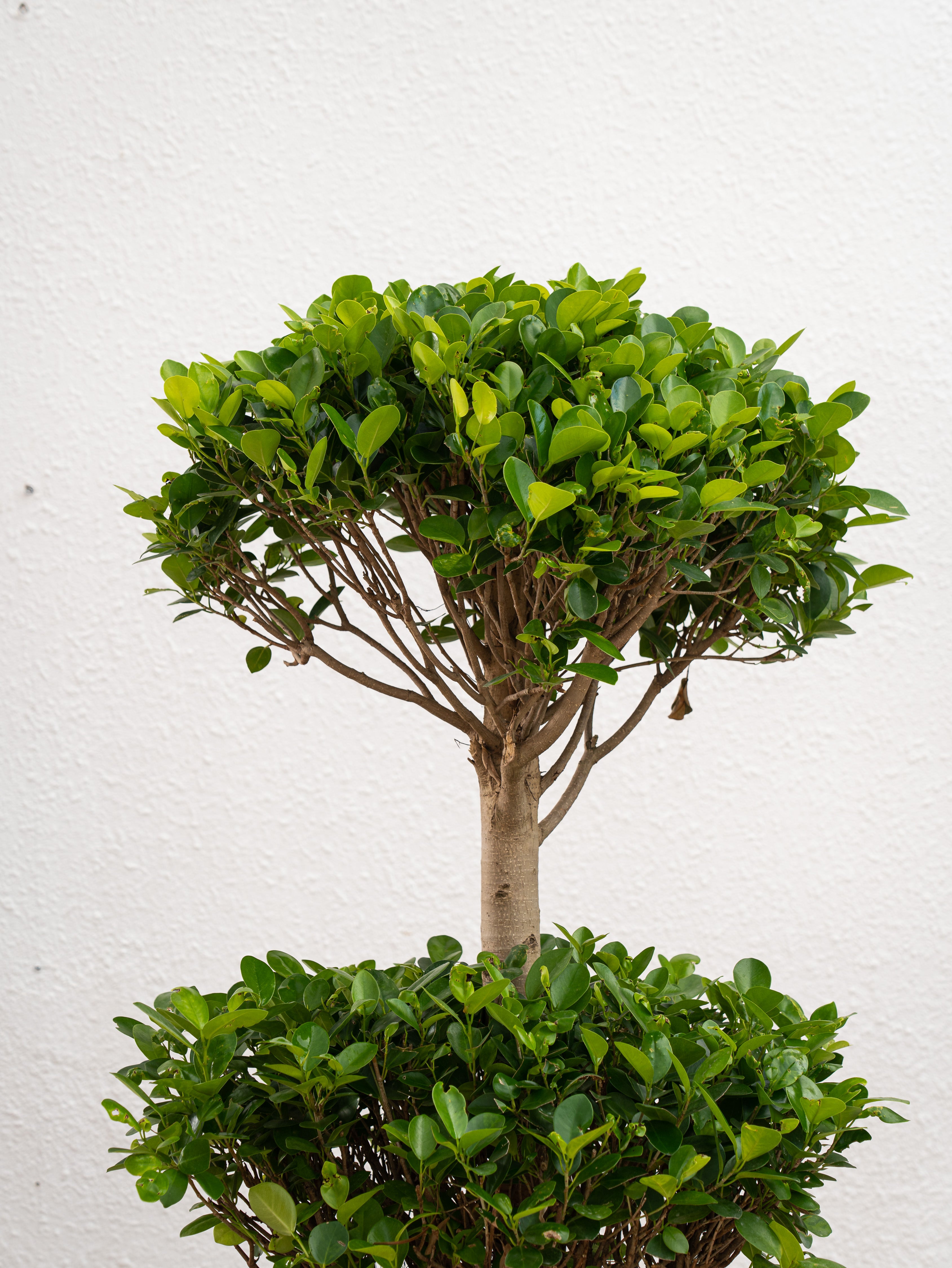 Ficus Panda Double Head