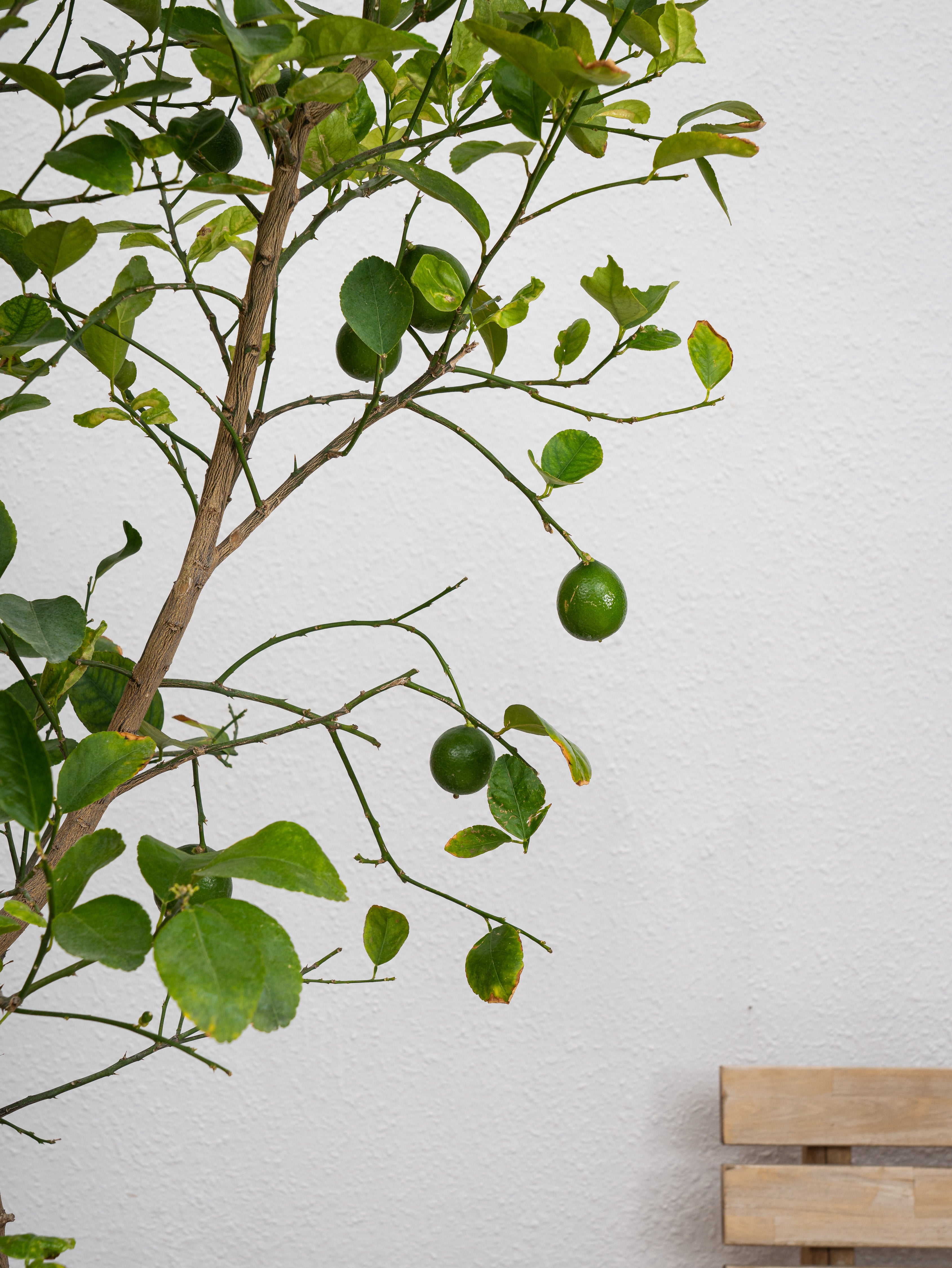 Lemon Tree