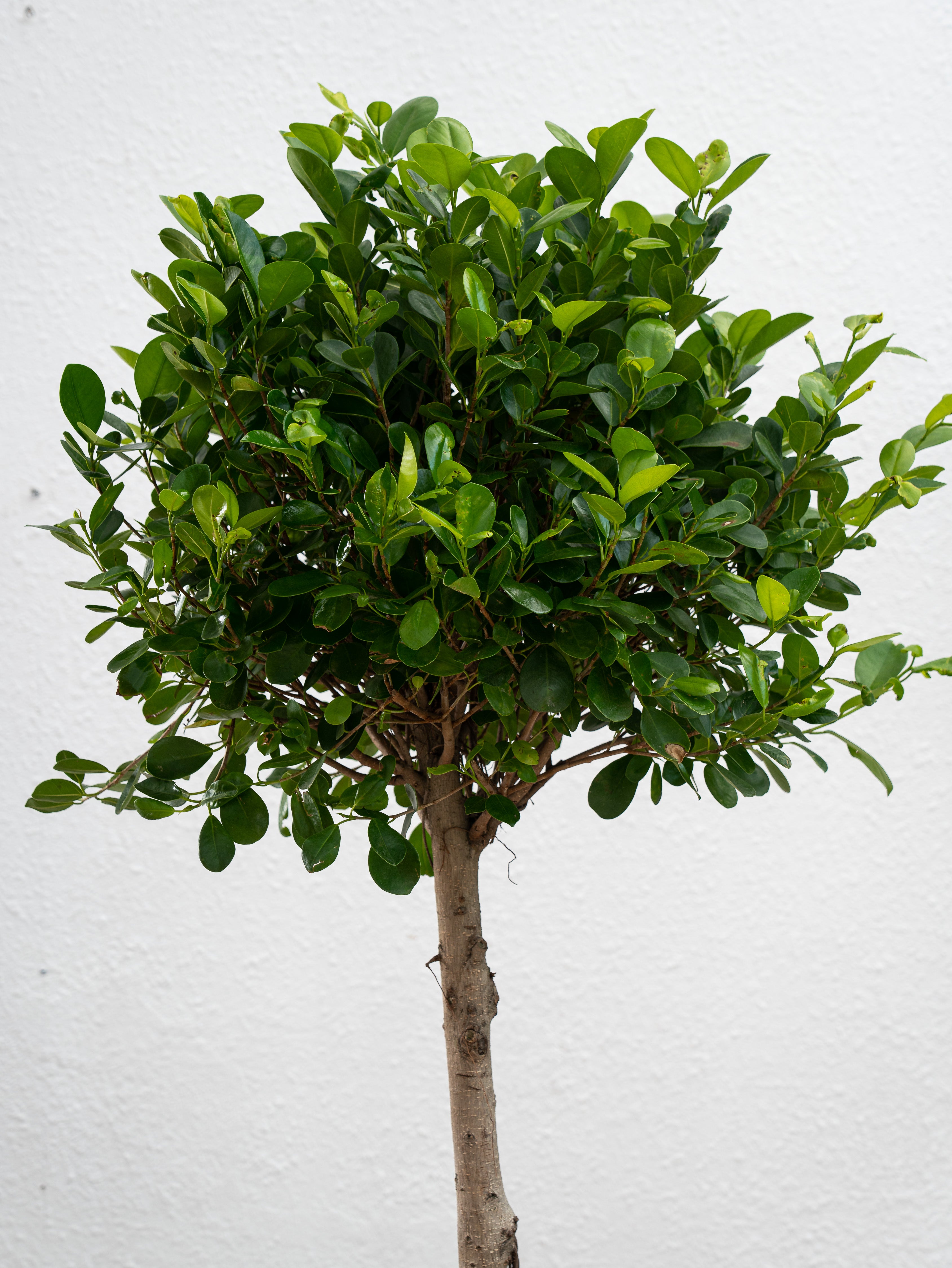 Ficus Panda Single Head