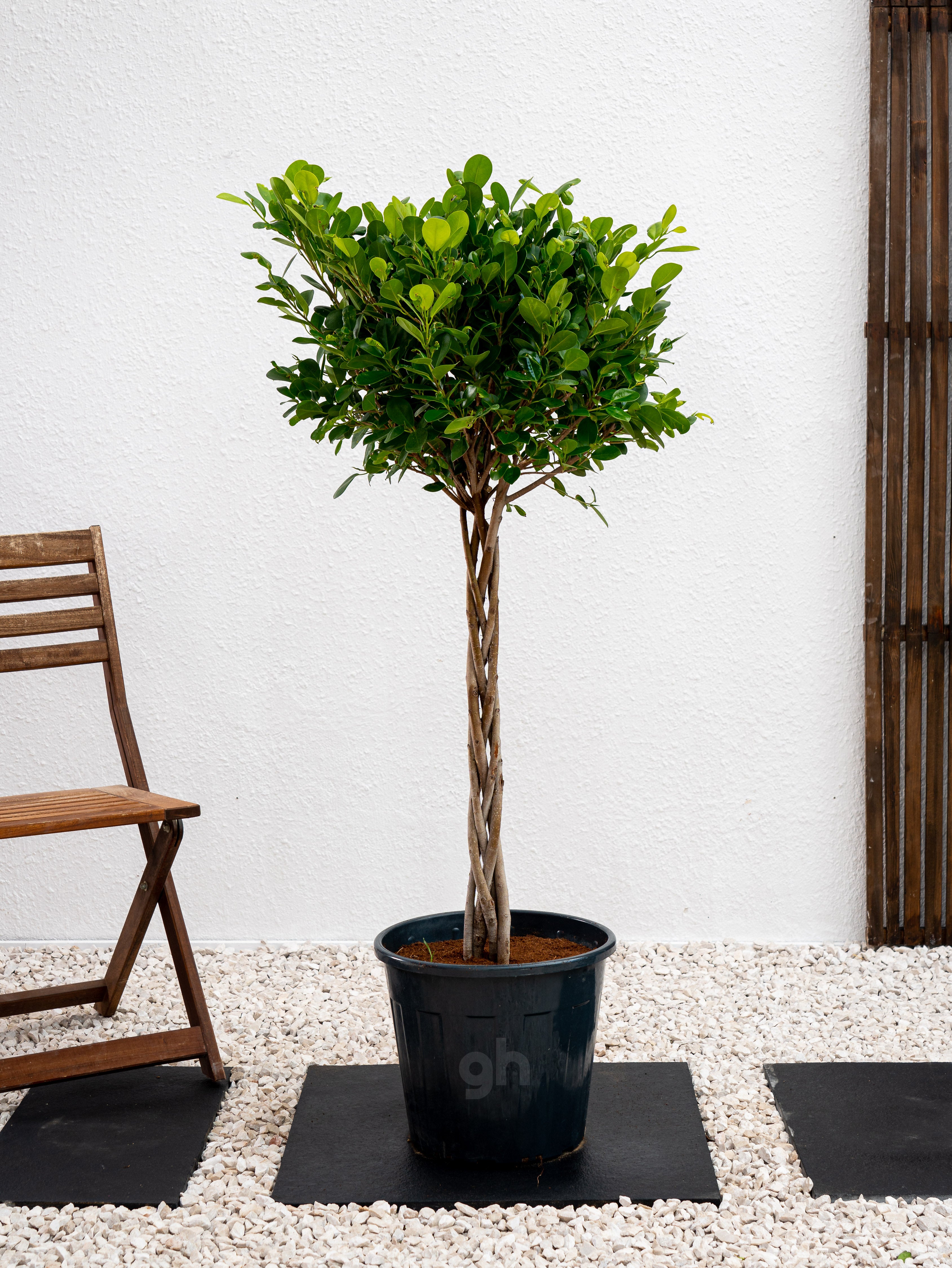 house plant twisted trunk Ficus Panda Twisted Trunk - Ficus Diversifolia | Shaped Outdoor Plants