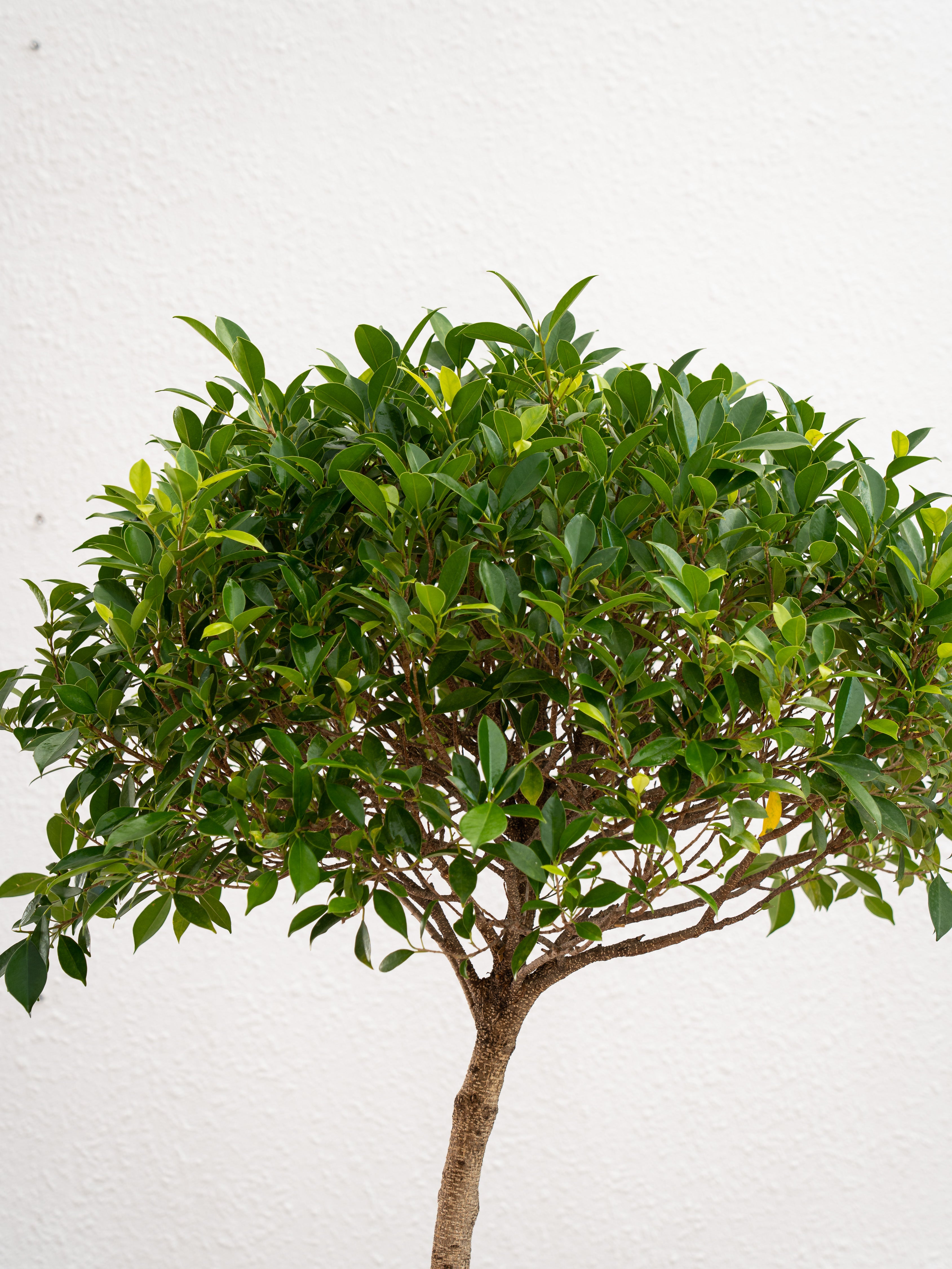 Ficus Nitida 1 Head