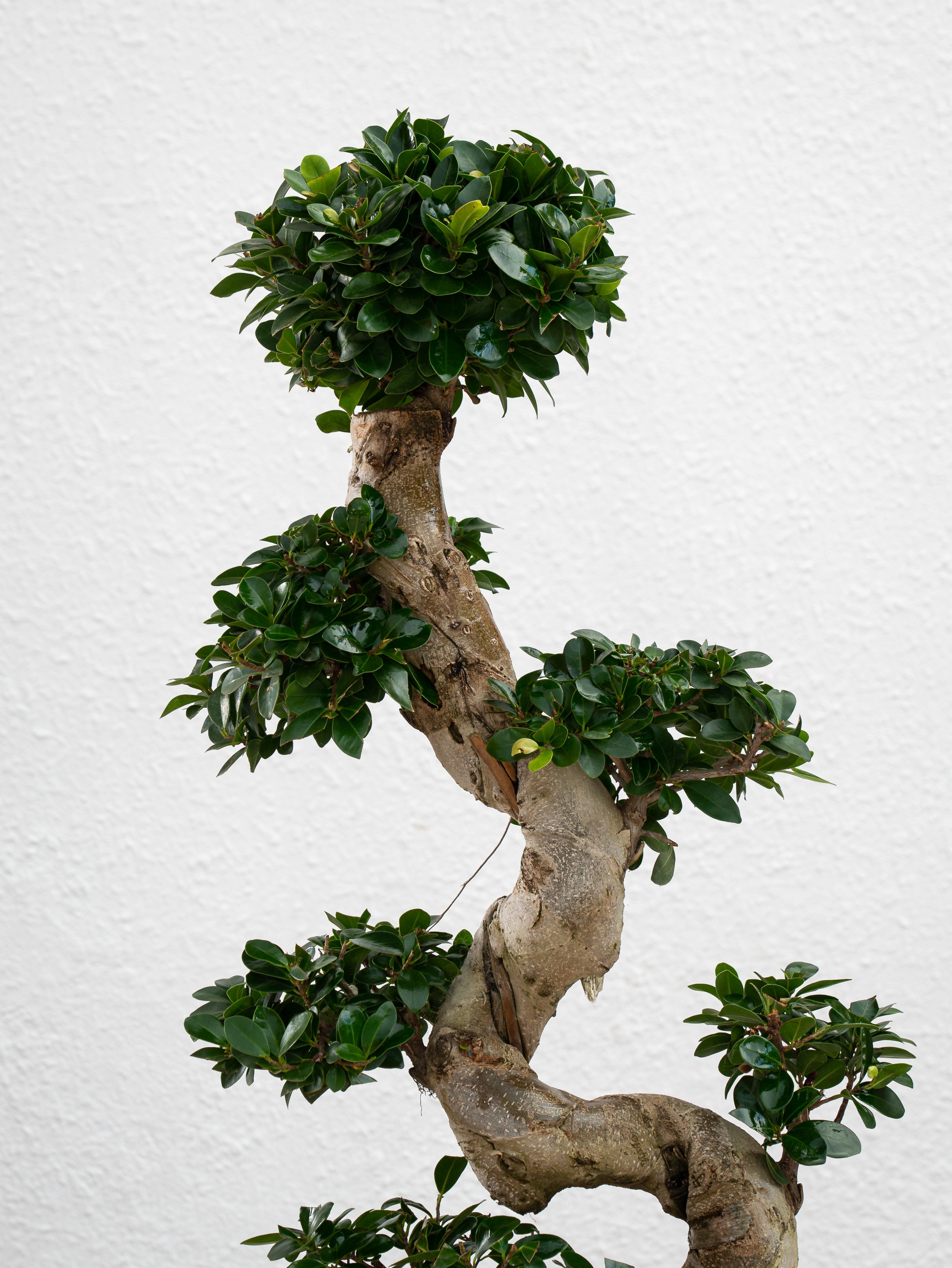 Ficus S Bonsai