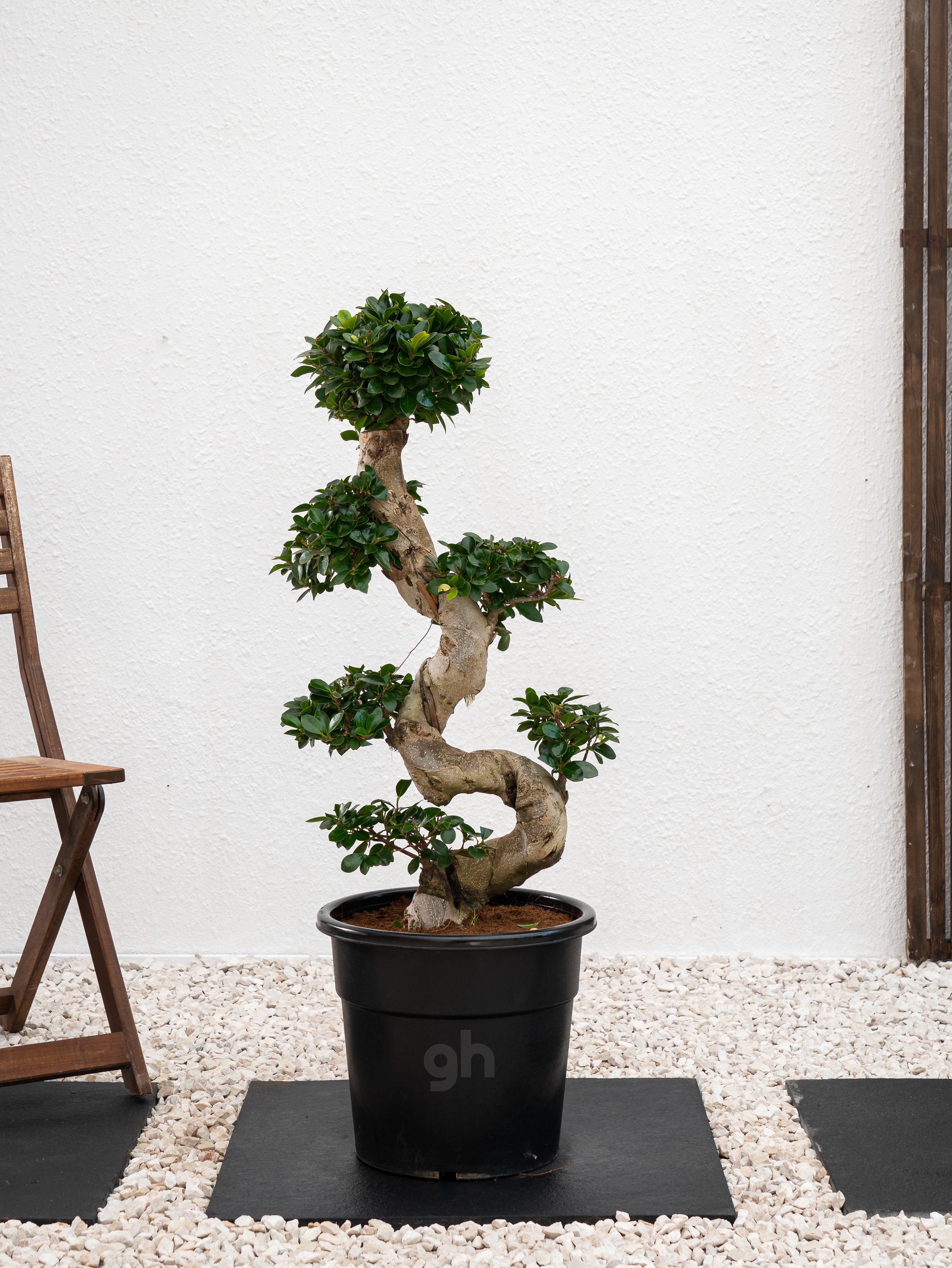 Ficus S Bonsai