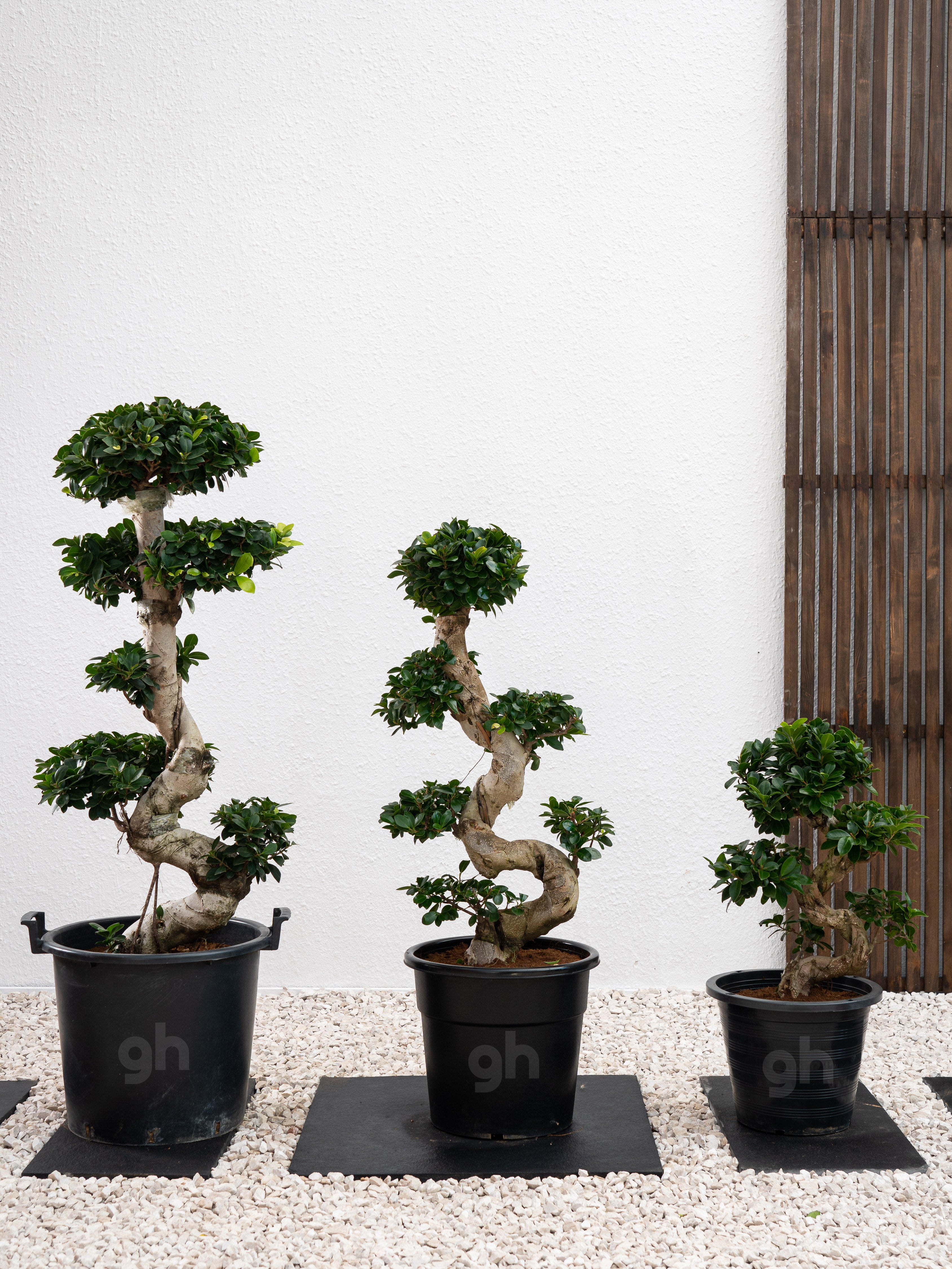 Ficus S Bonsai