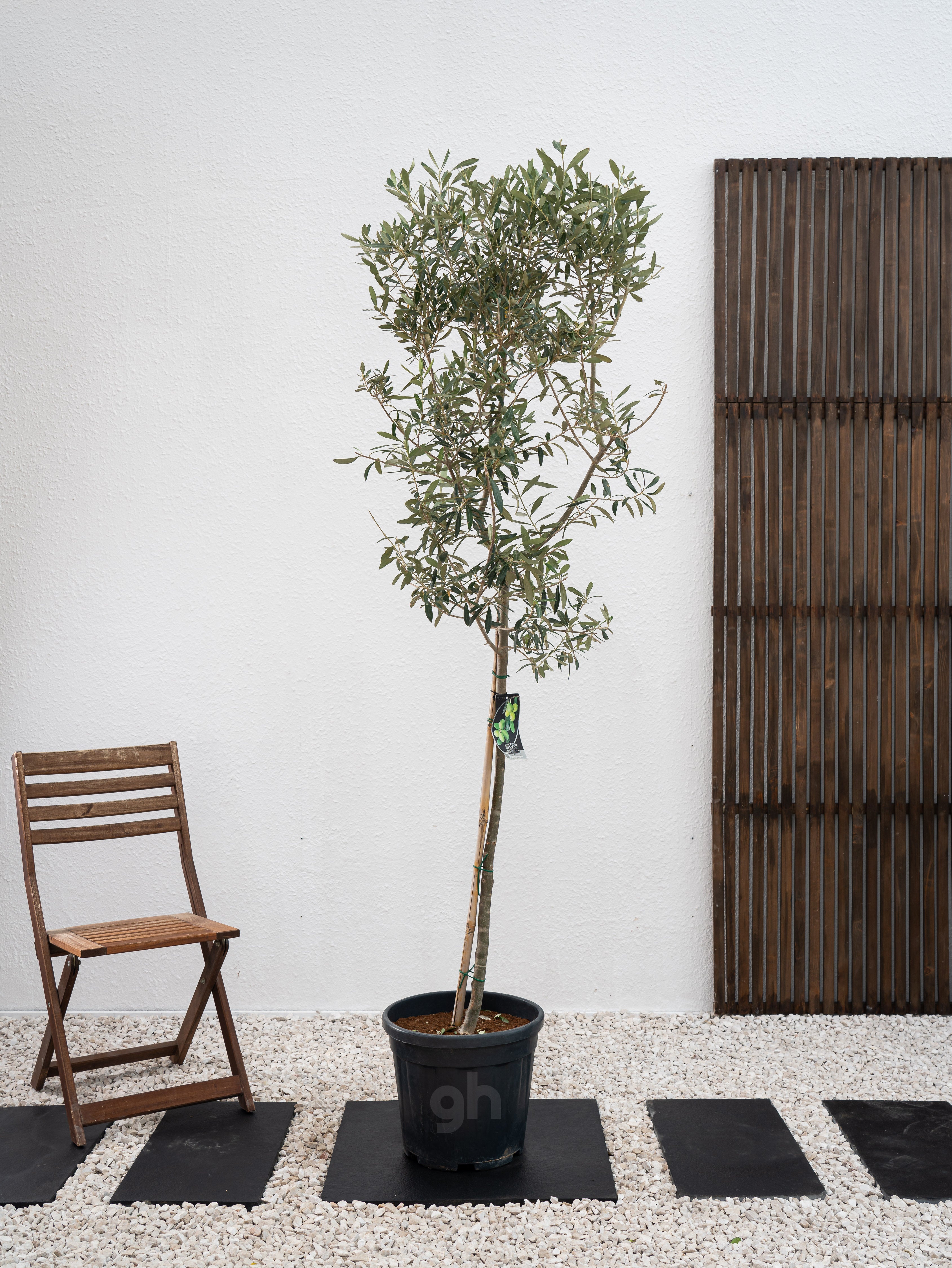 Olive Tree