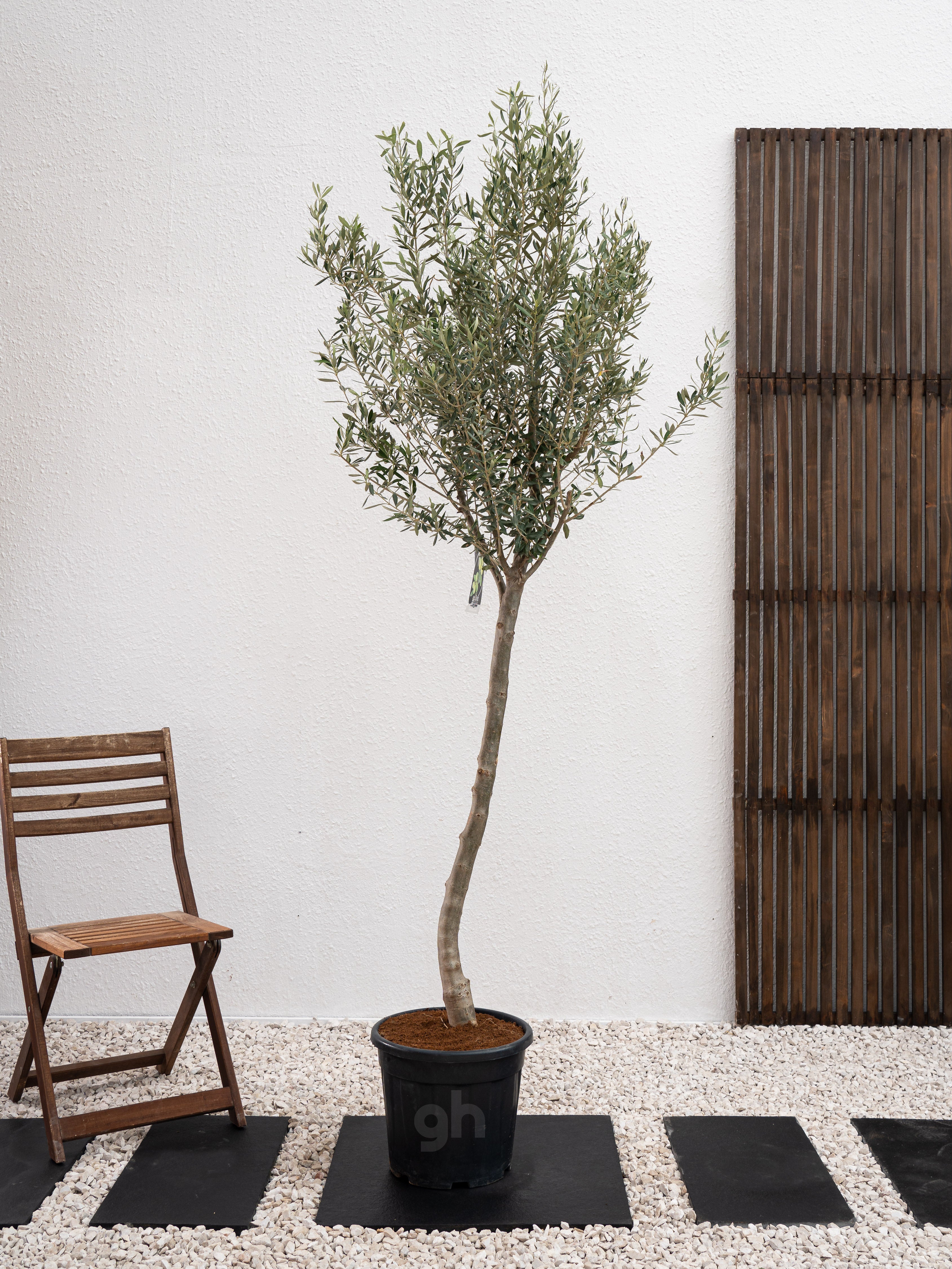 Olive Tree