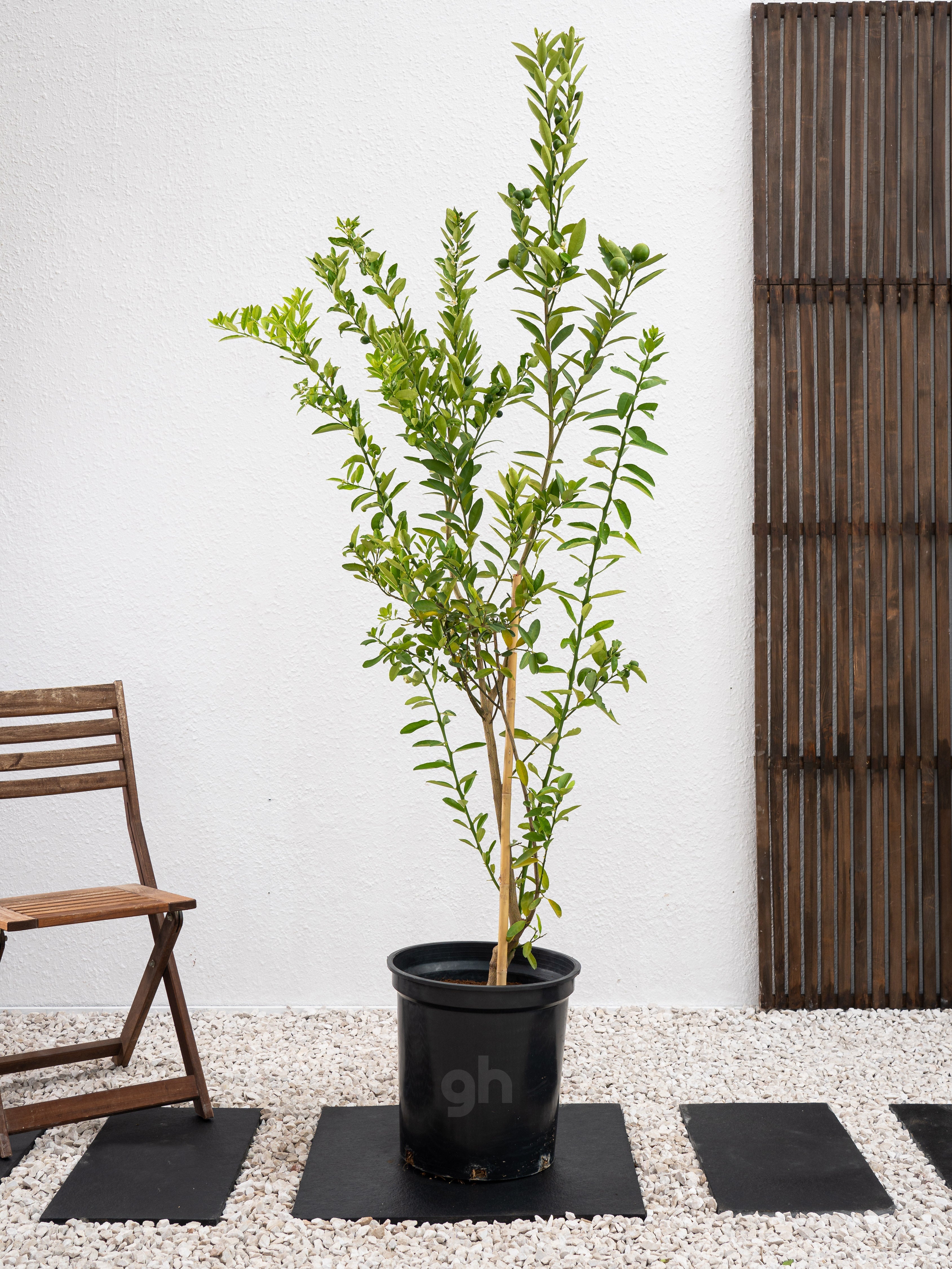 Key Lime Tree