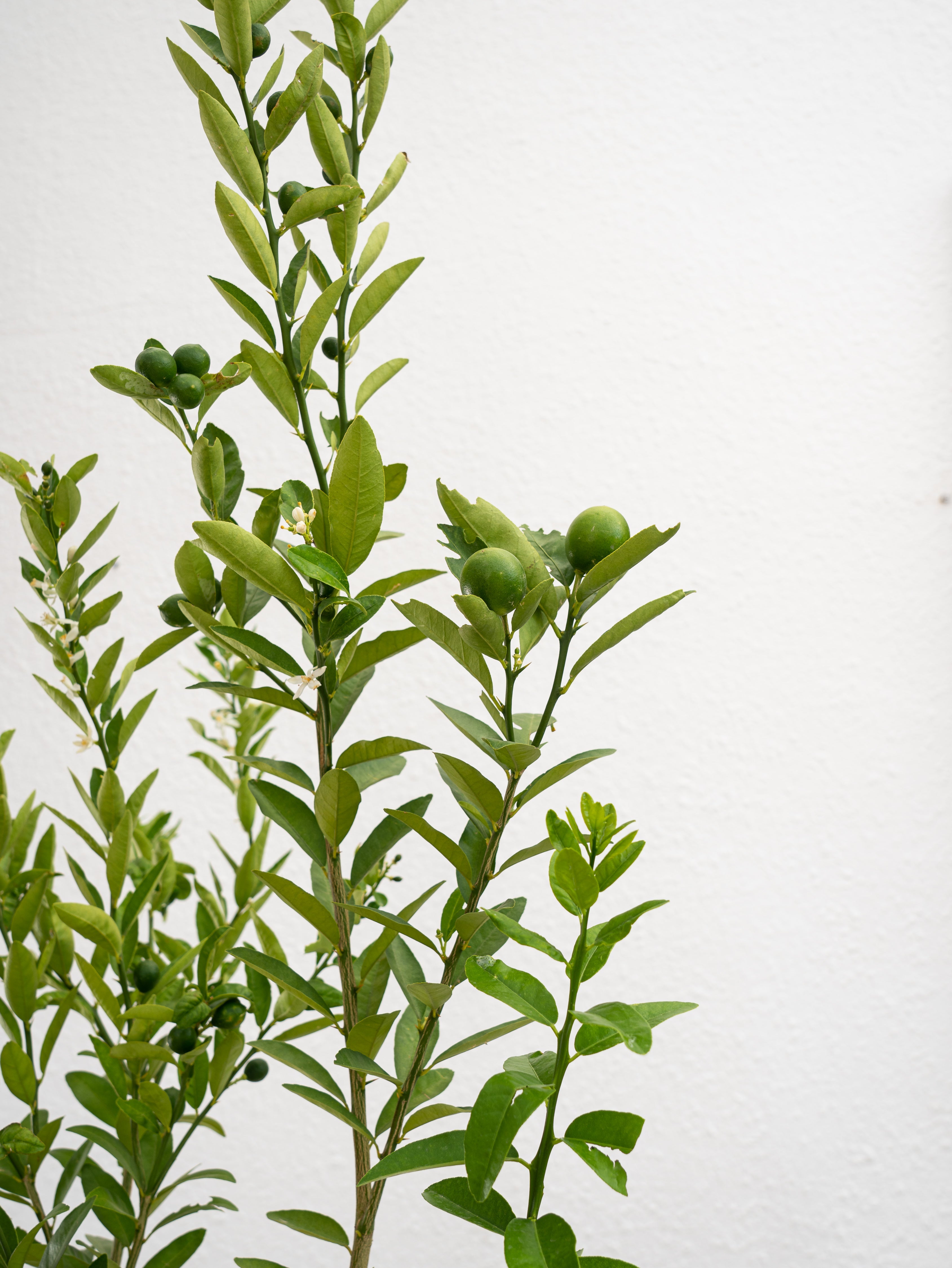 Key Lime Tree