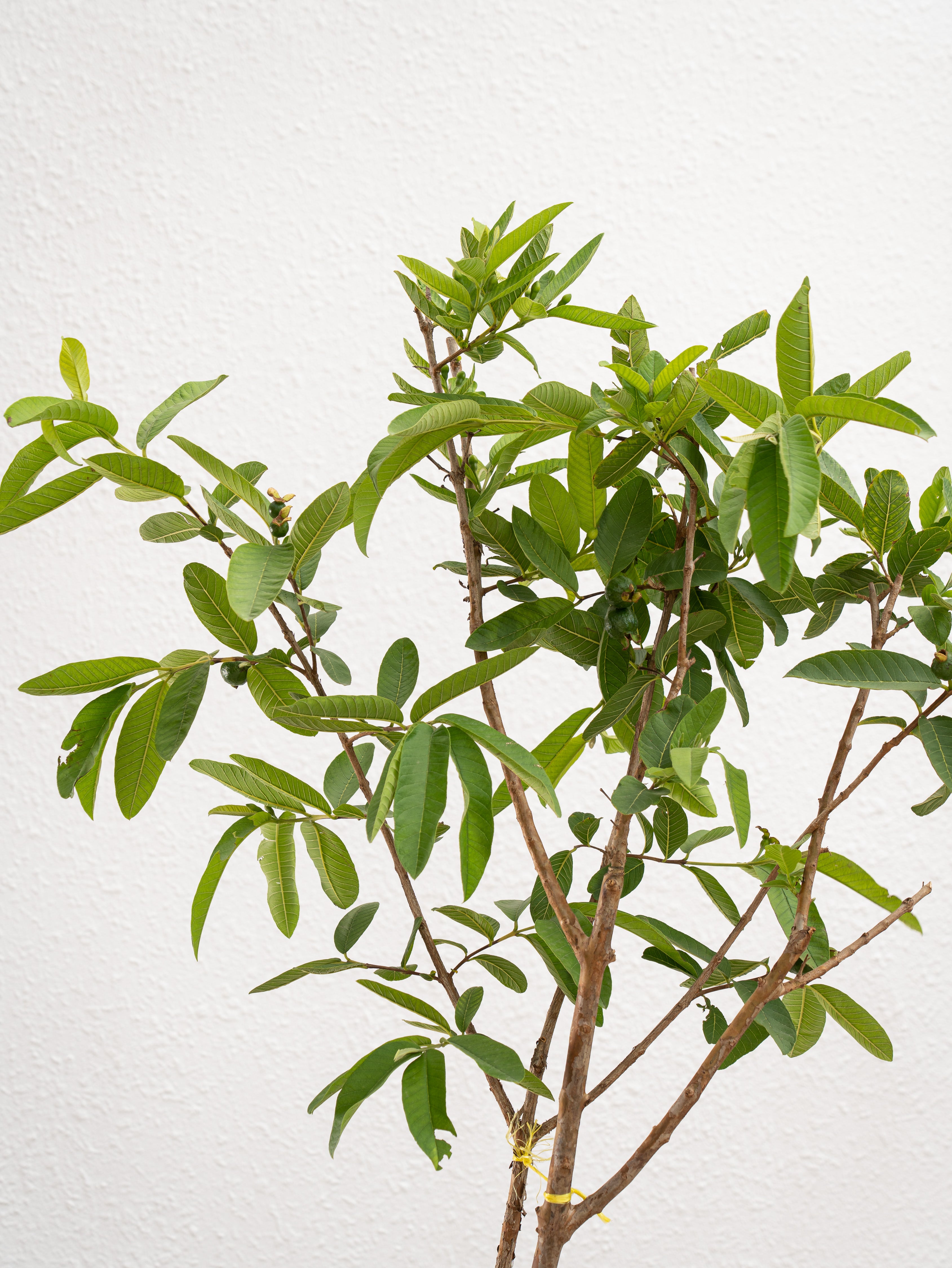 Guava Tree