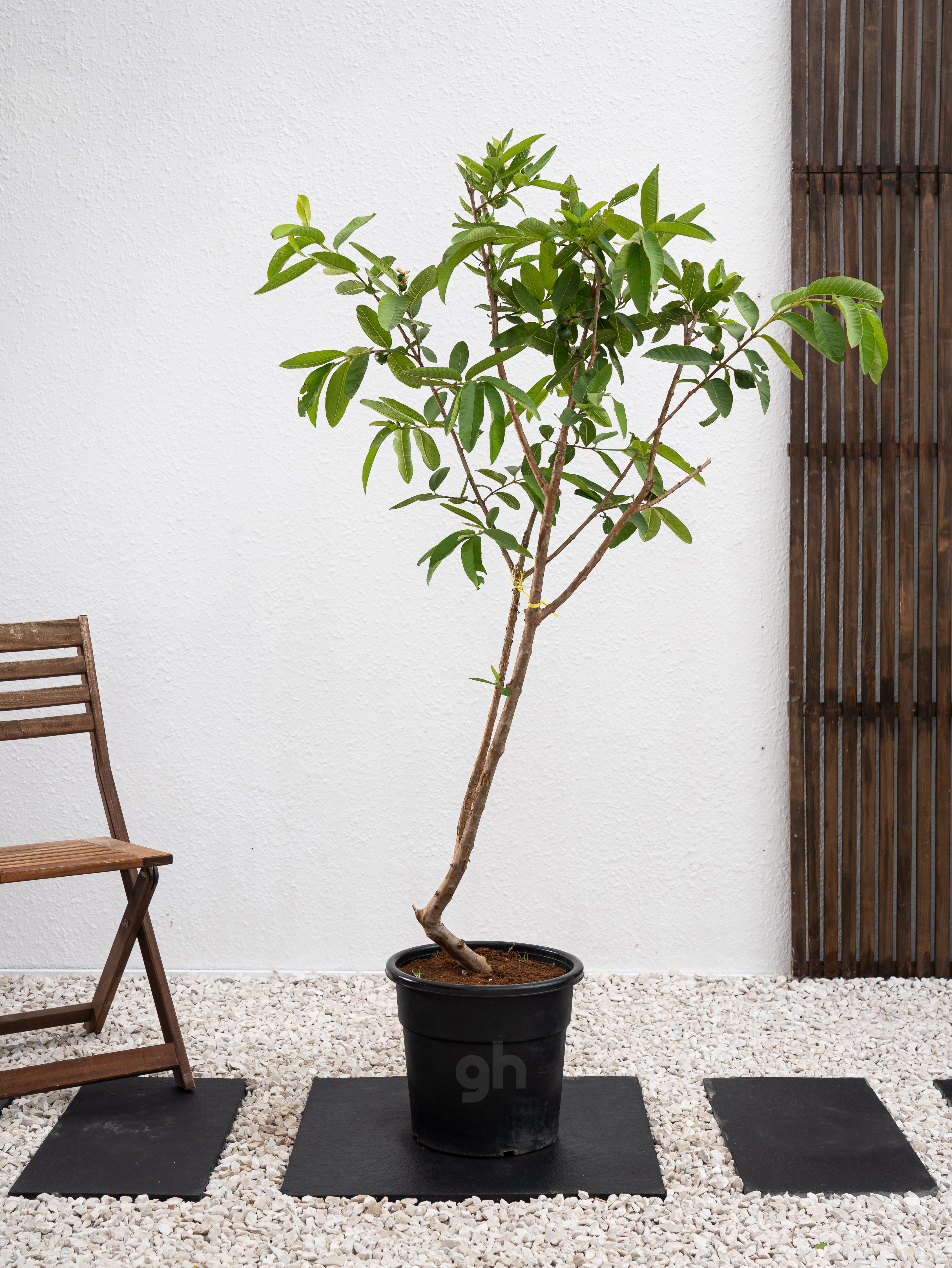 Guava Tree