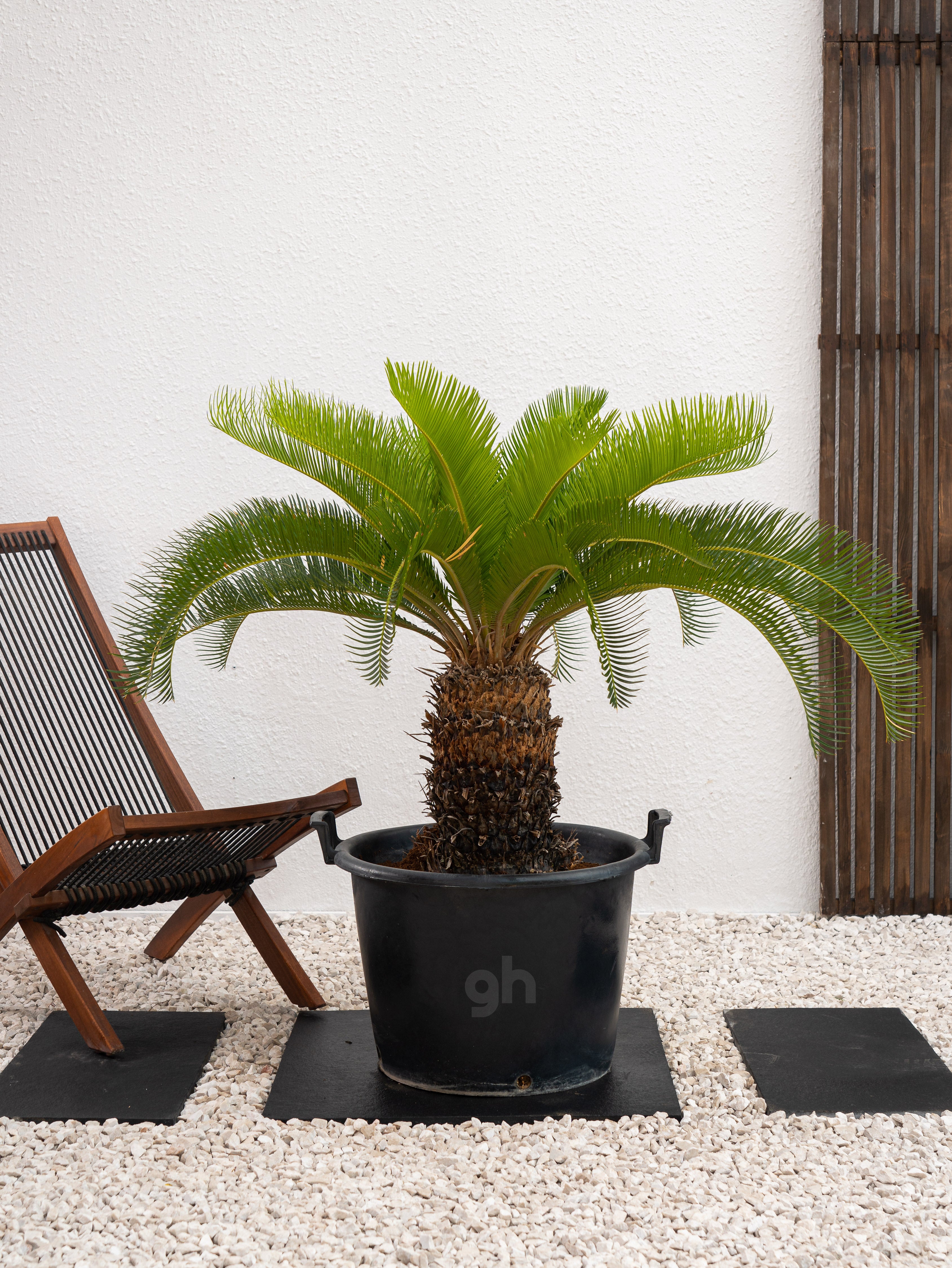 Sago Palm