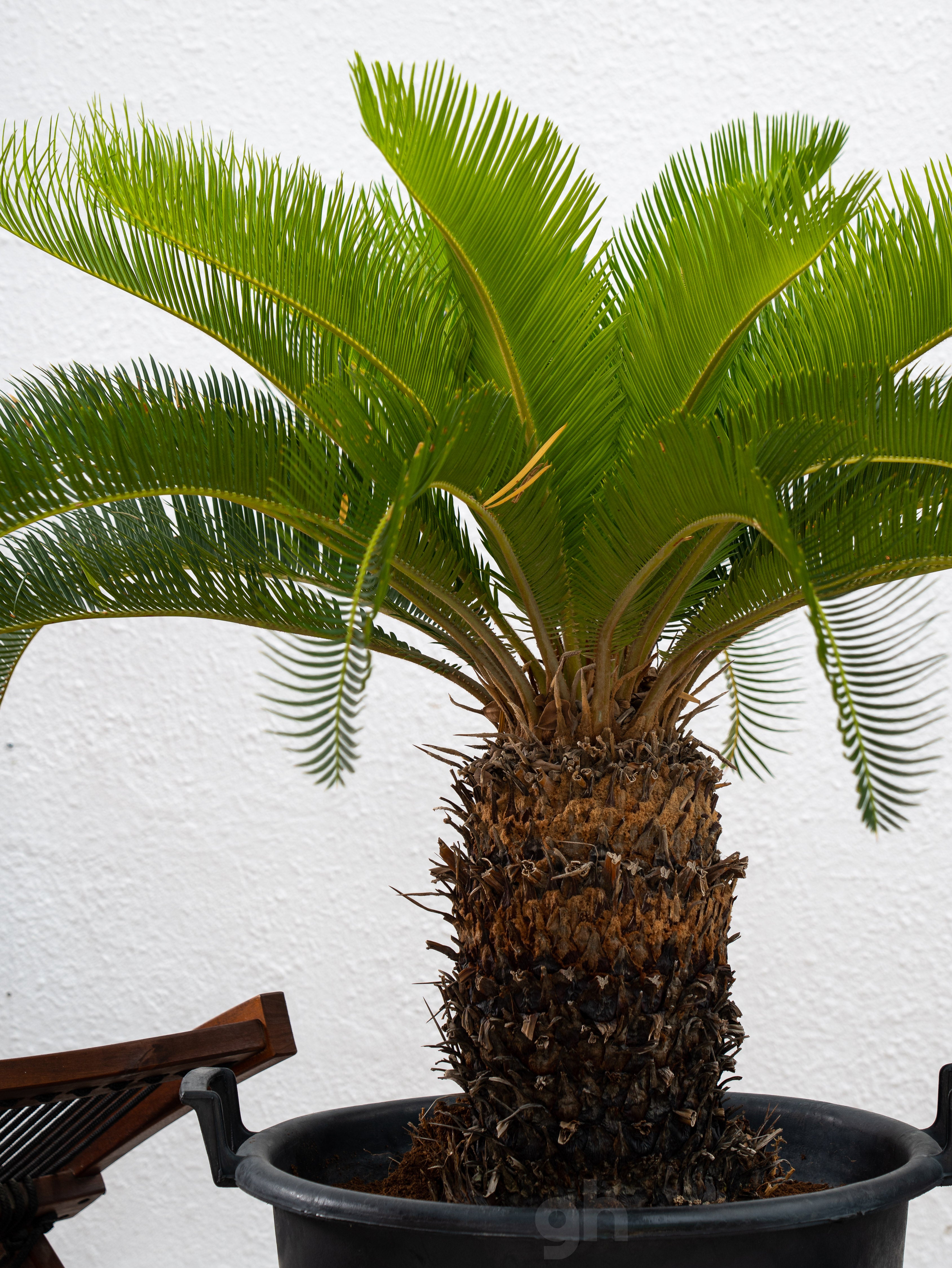 Sago Palm