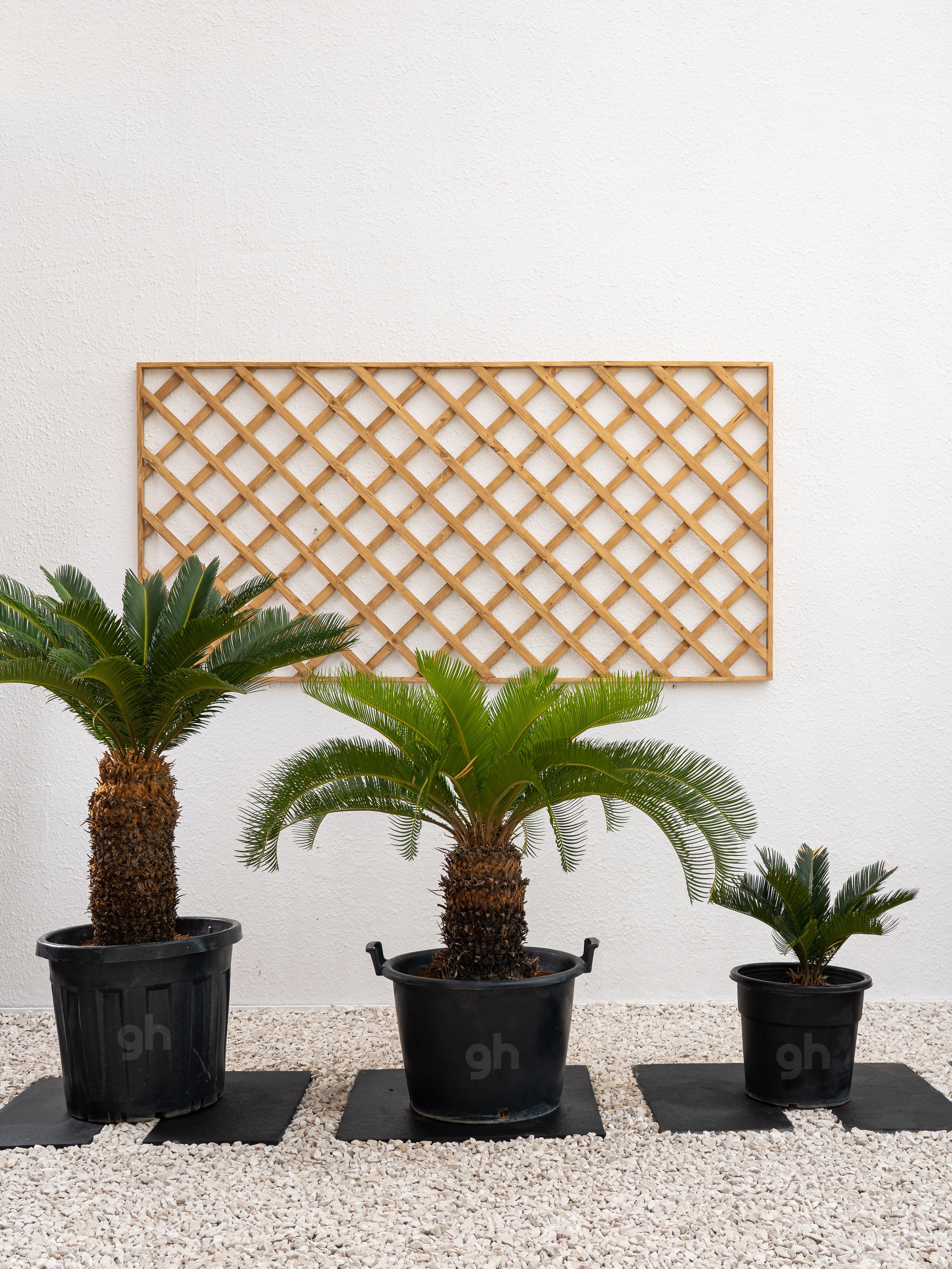 Sago Palm
