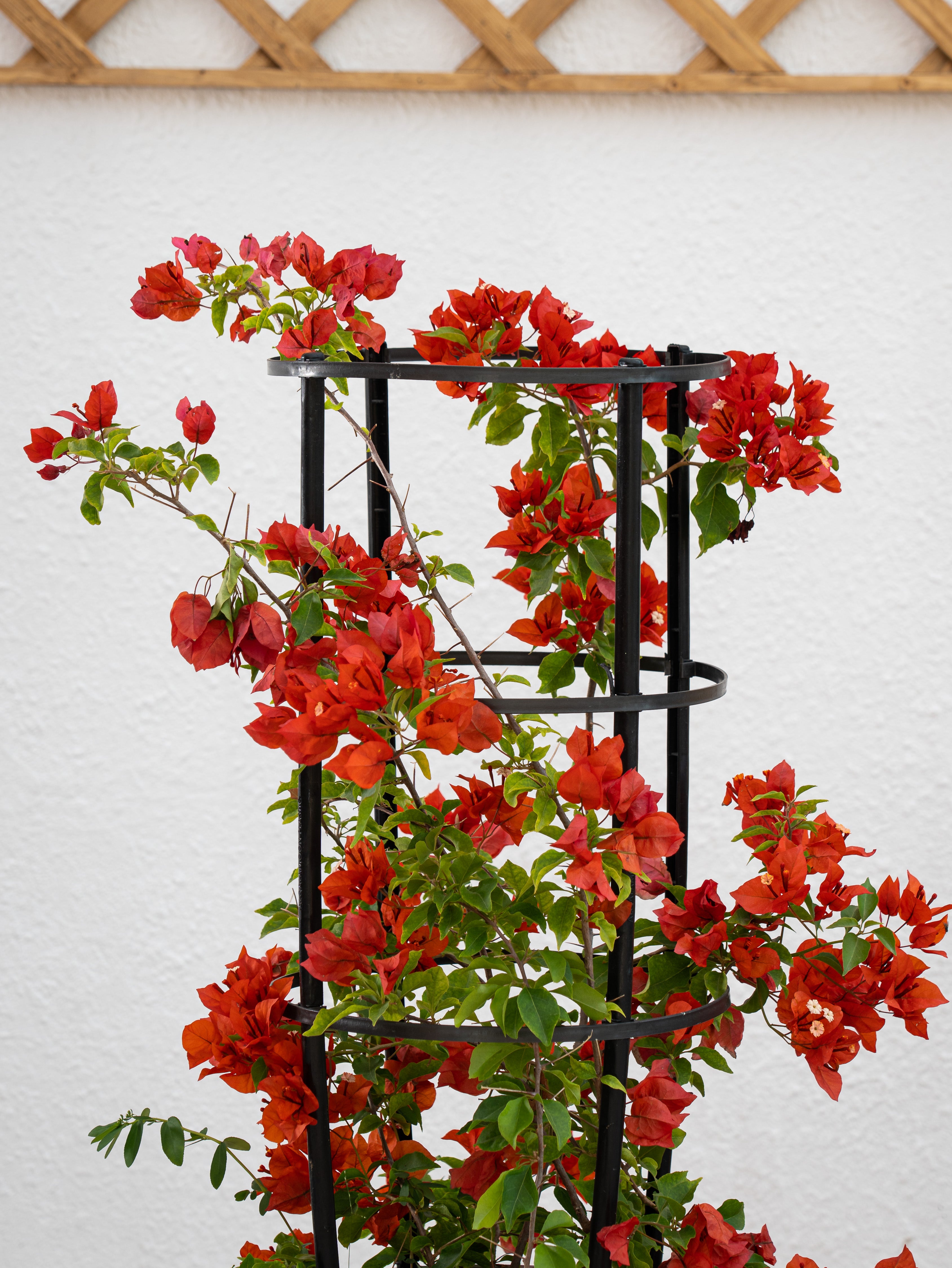 Bougainvillea Tomato Red