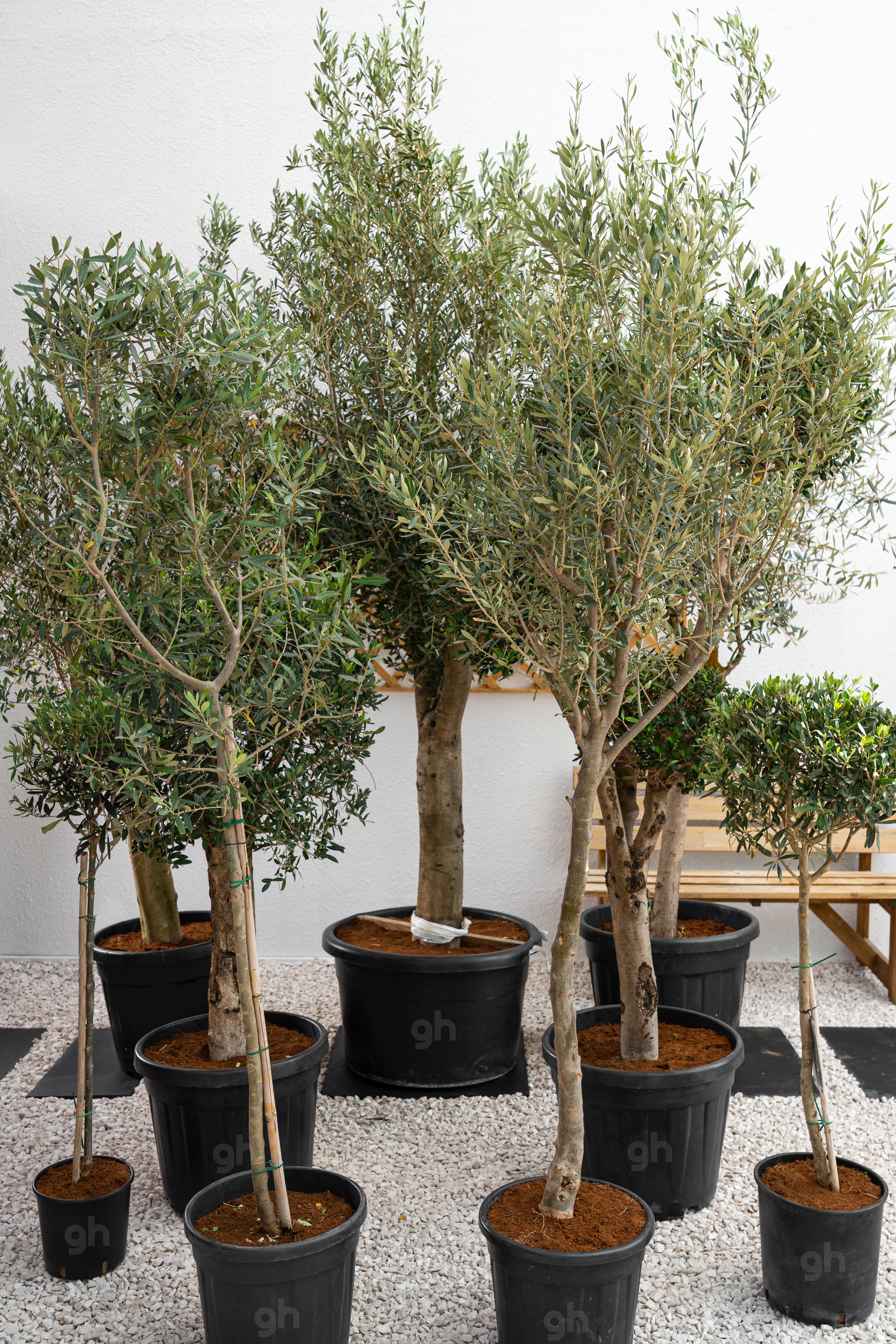 olea europaea indoor plant Olive Tree - Olea Europea | Trees - Outdoor Plants