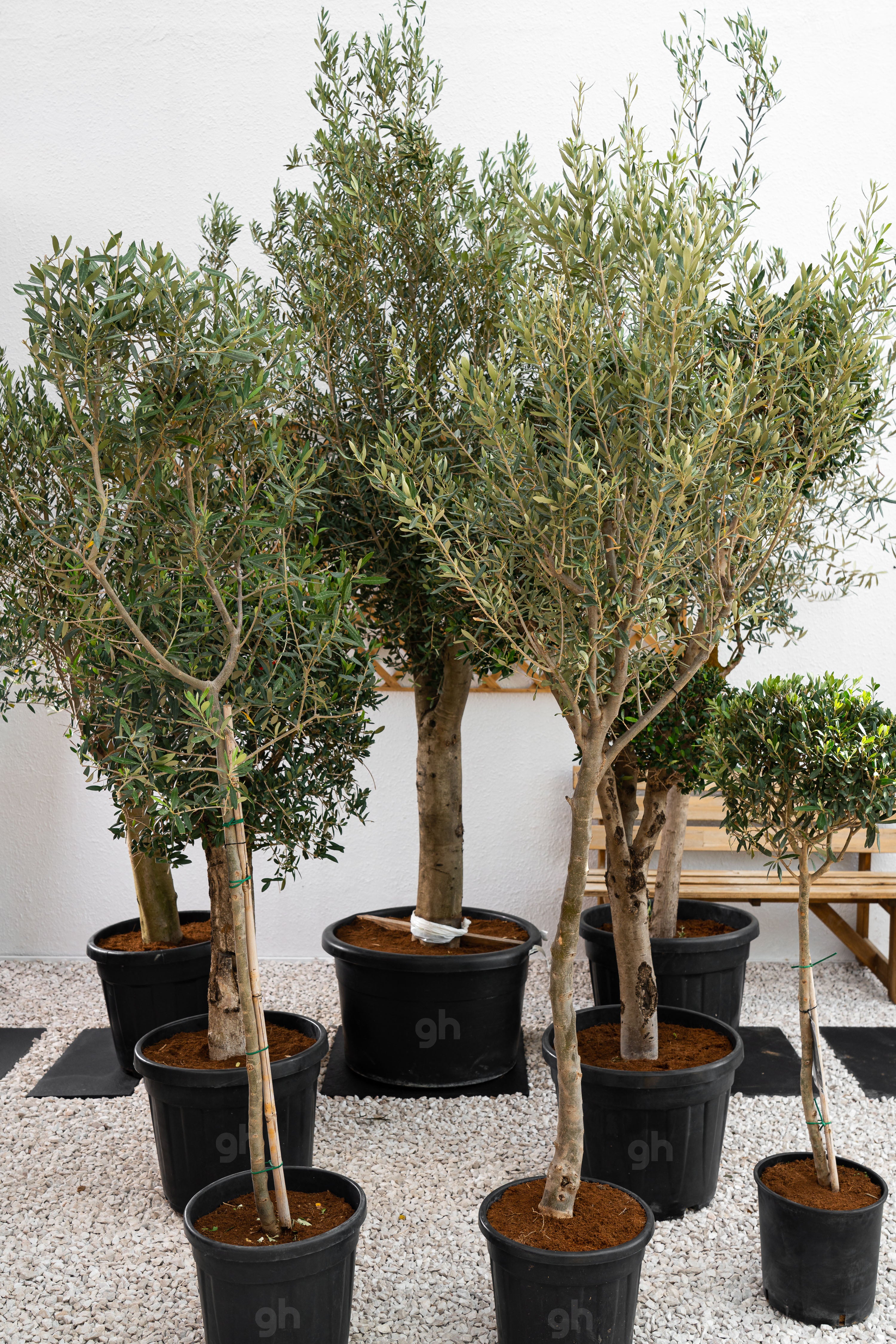 Olive Tree