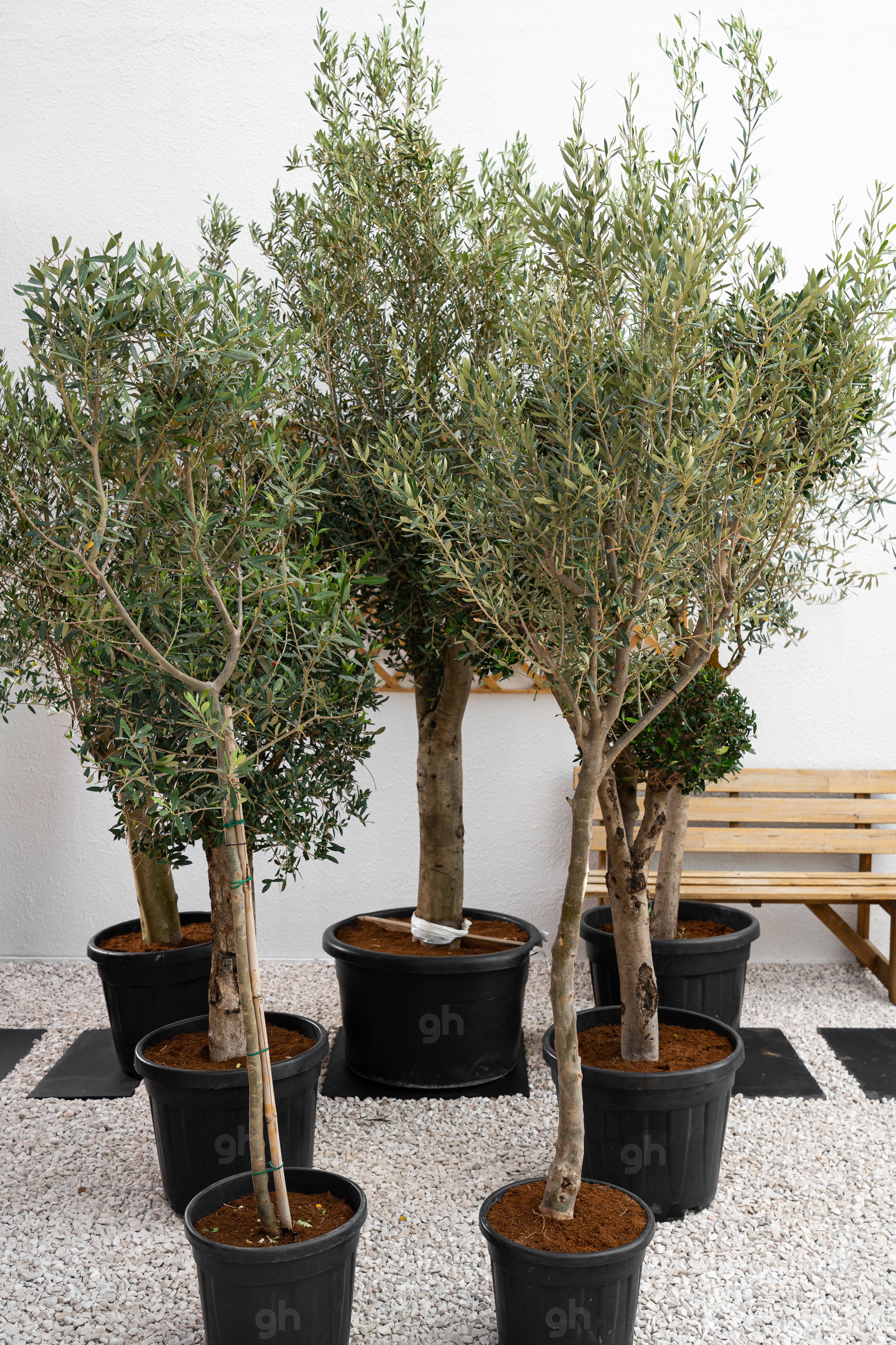 Olive Tree