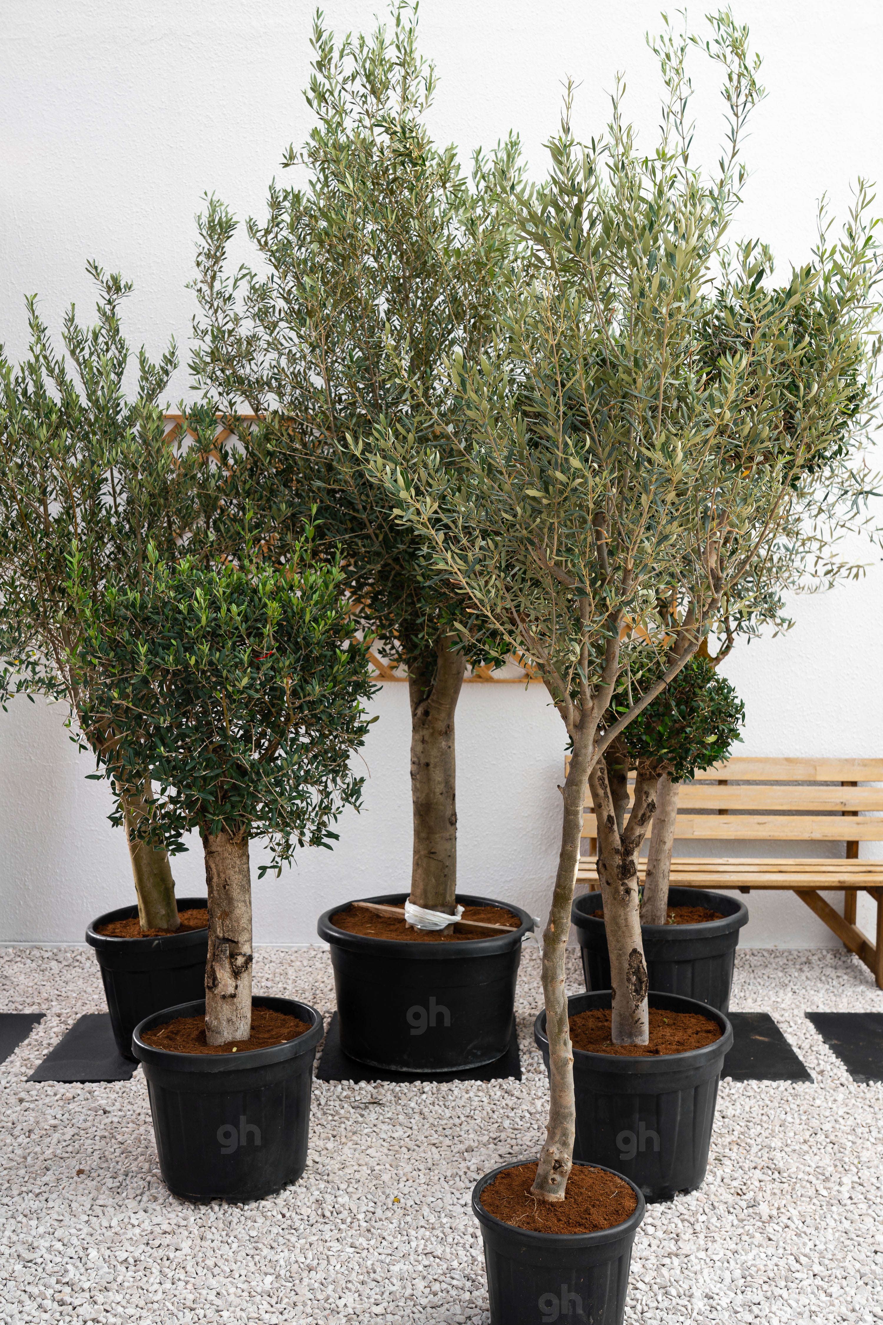 Olive Tree