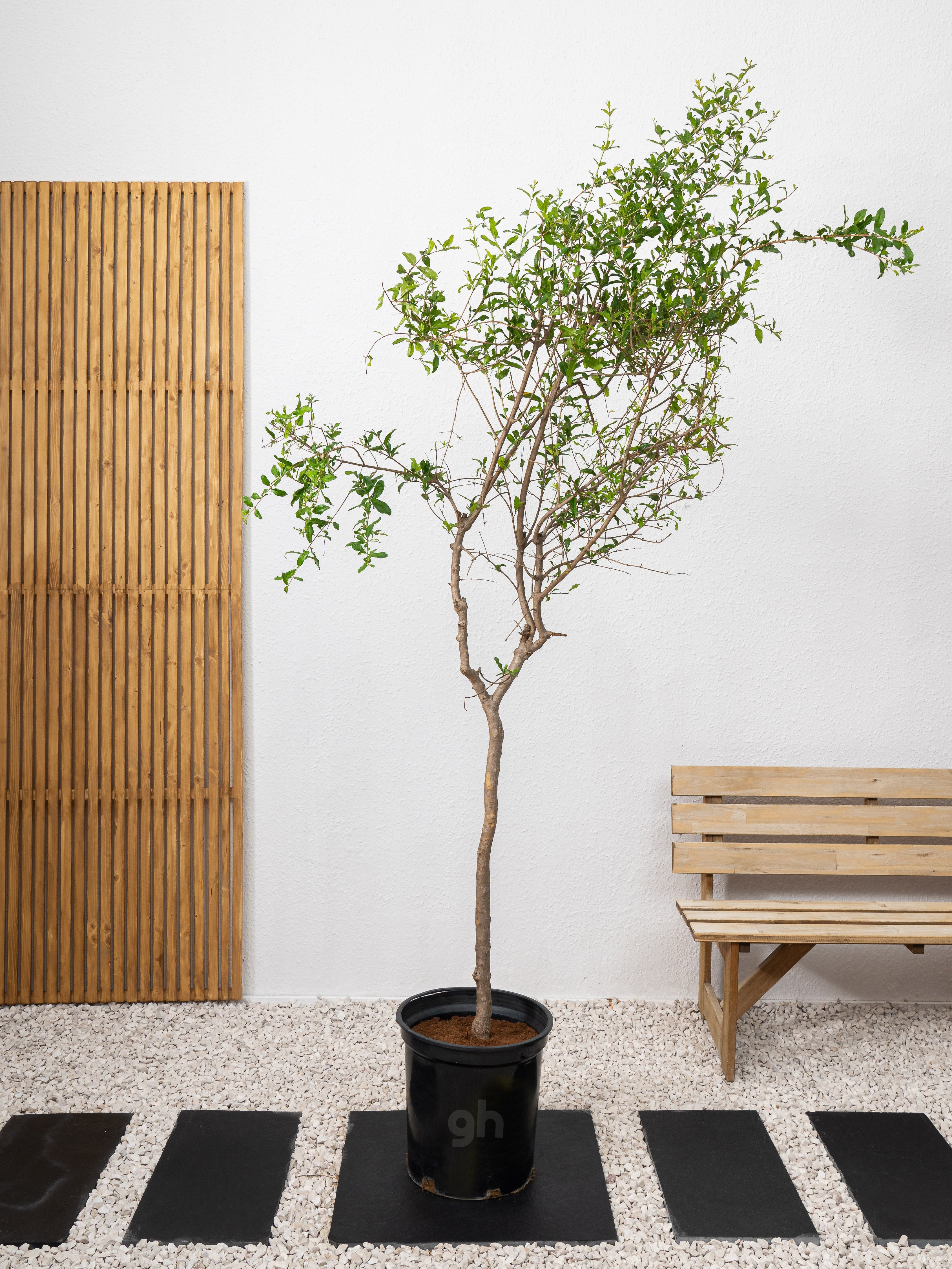 Pomegranate Tree