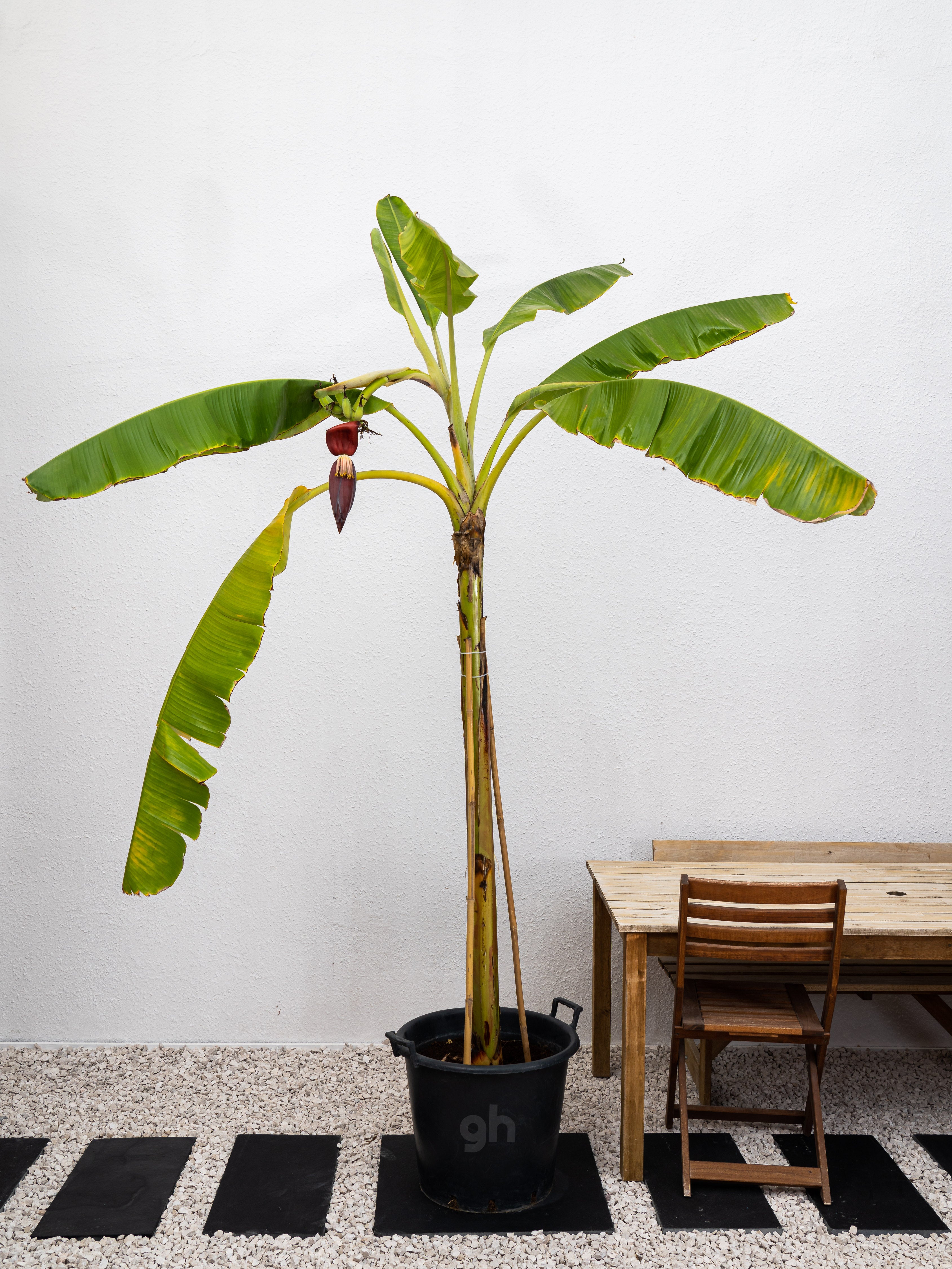 Banana Plant