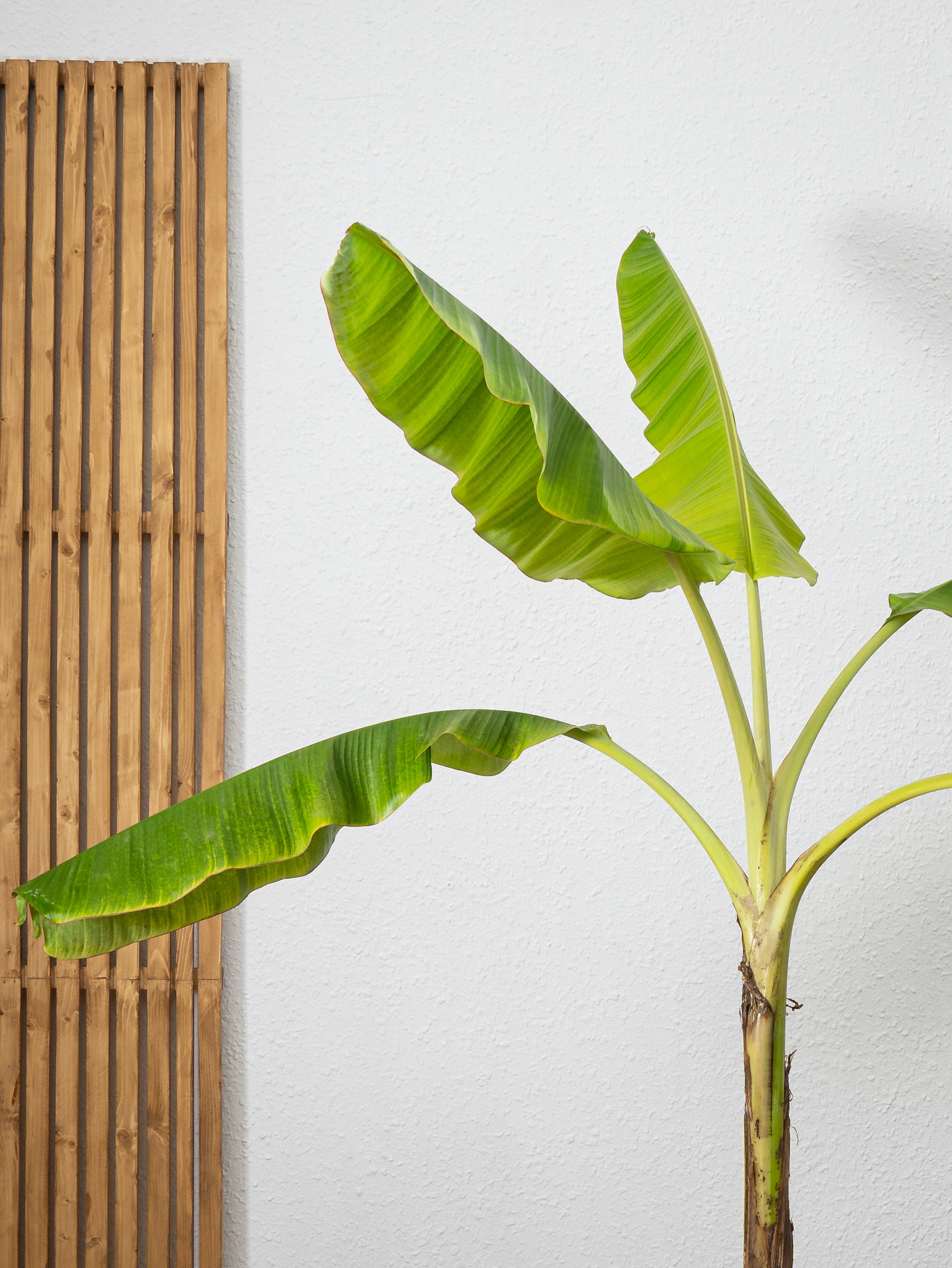 Banana Plant