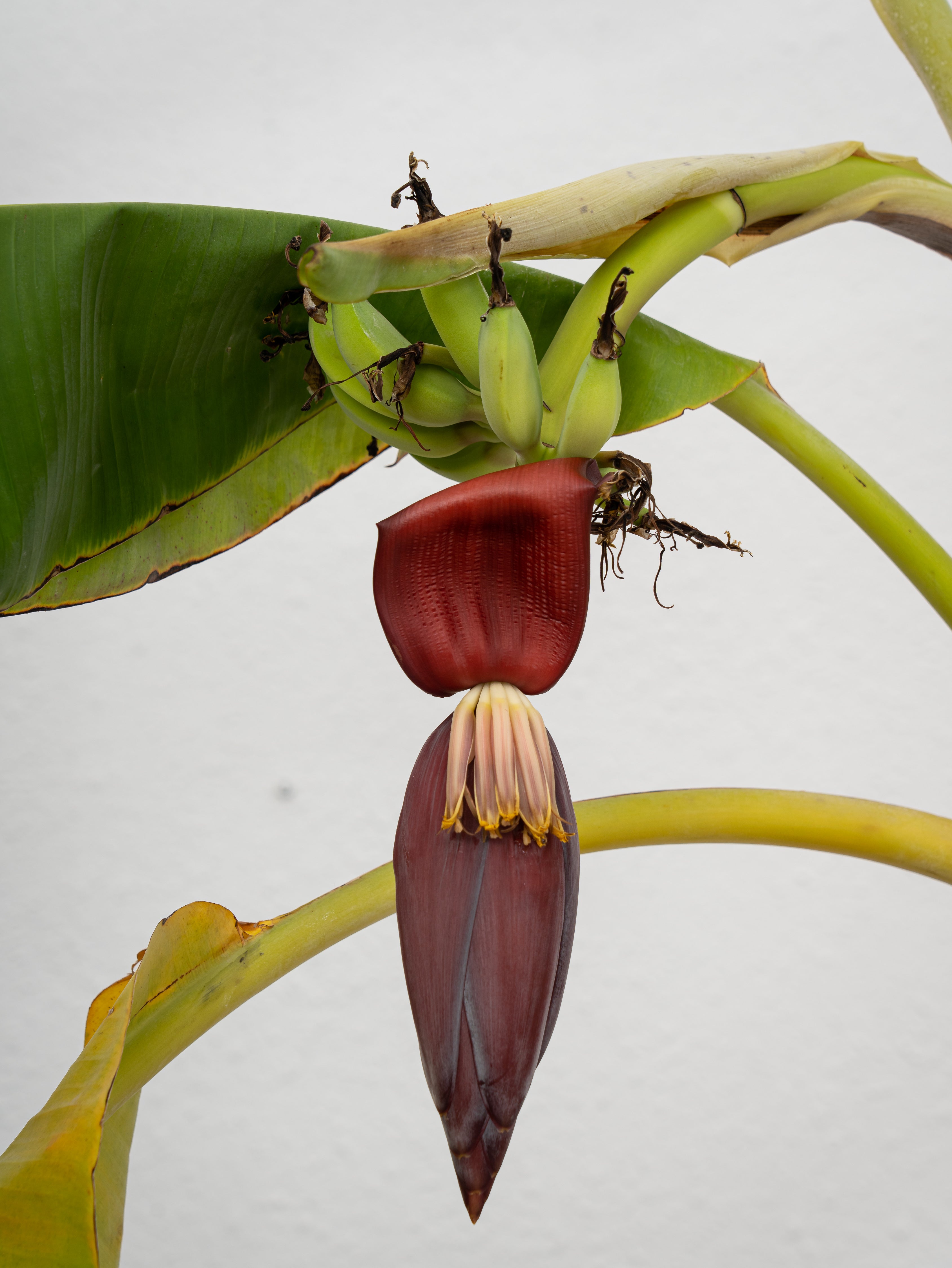 Banana Plant