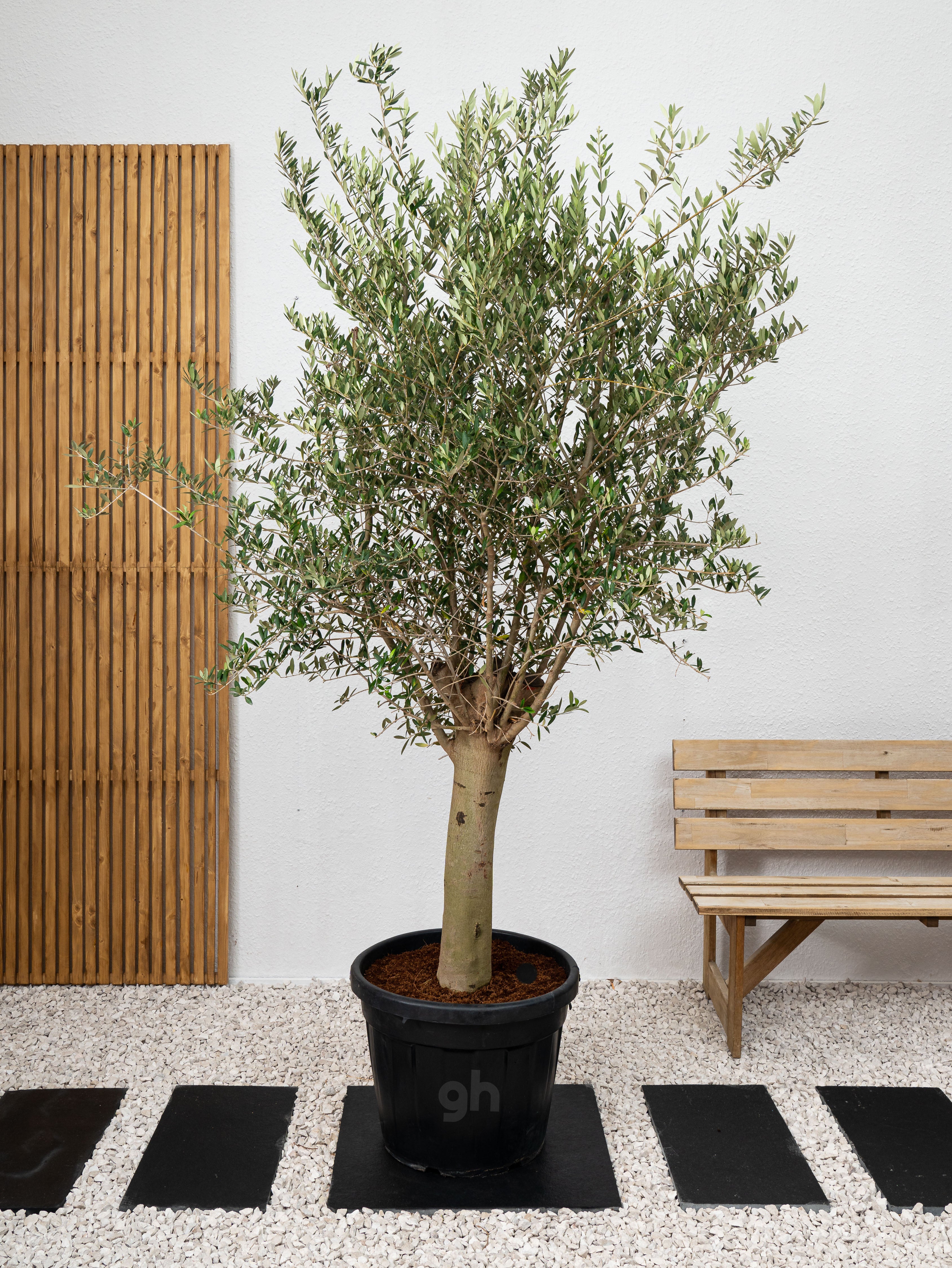 Olive Tree