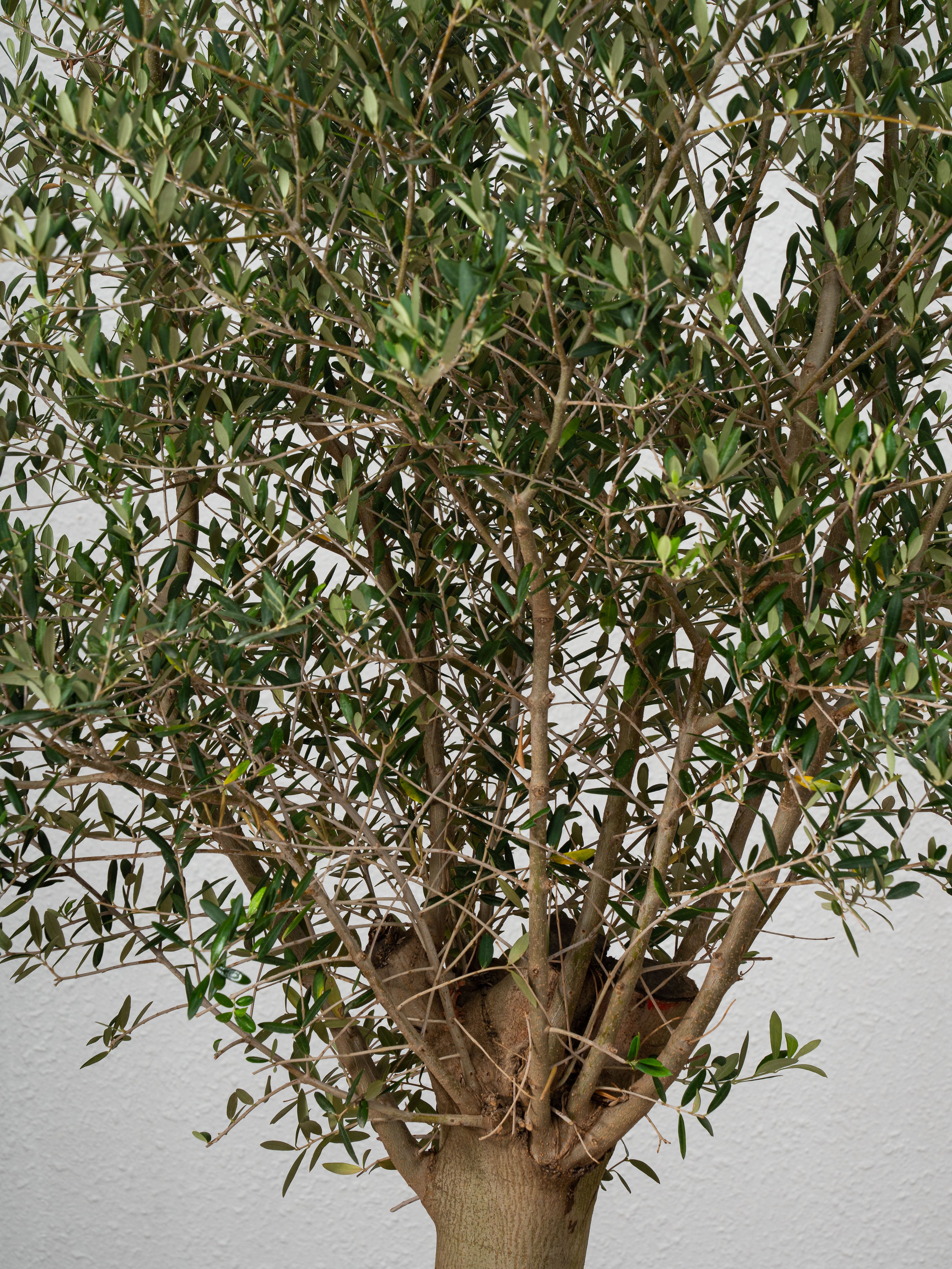 Olive Tree