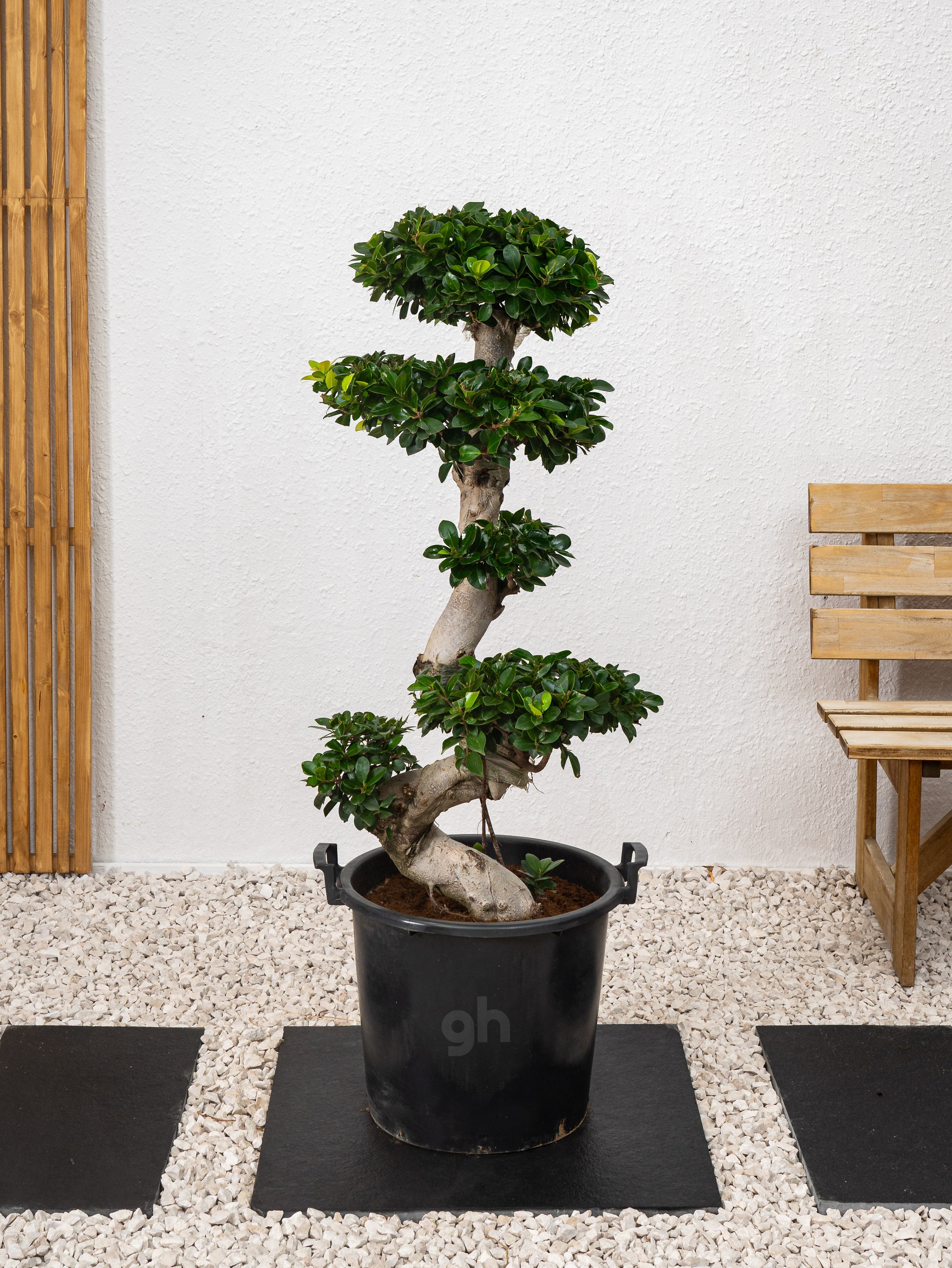 Ficus S Bonsai