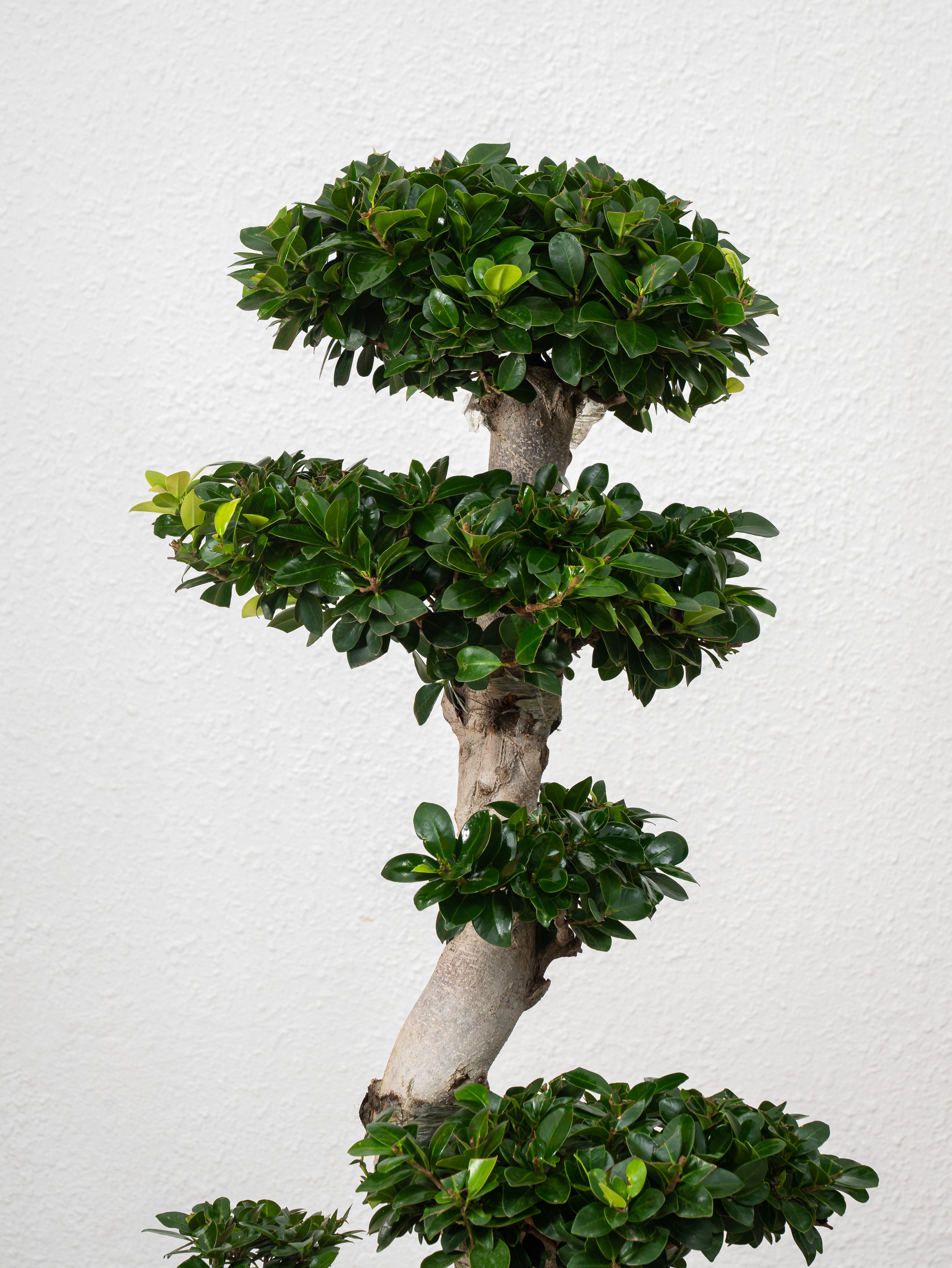 Ficus S Bonsai