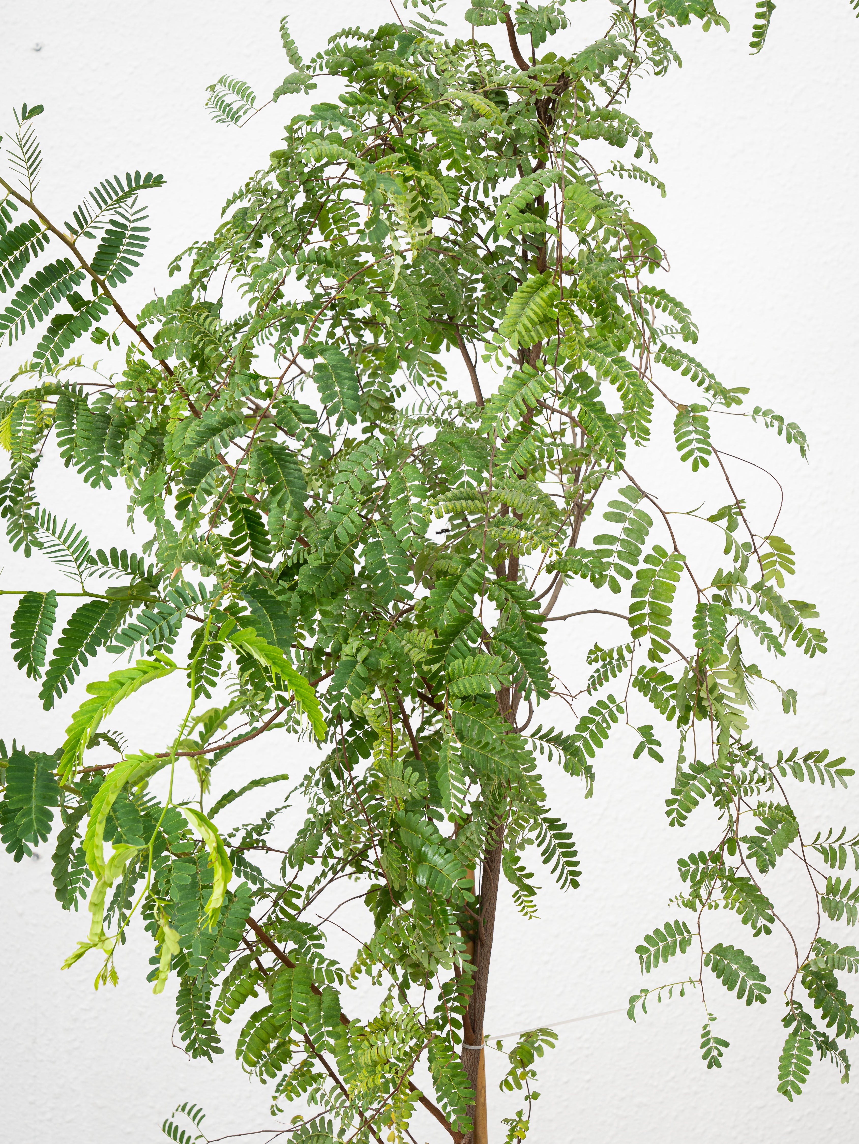 Tamarind Tree