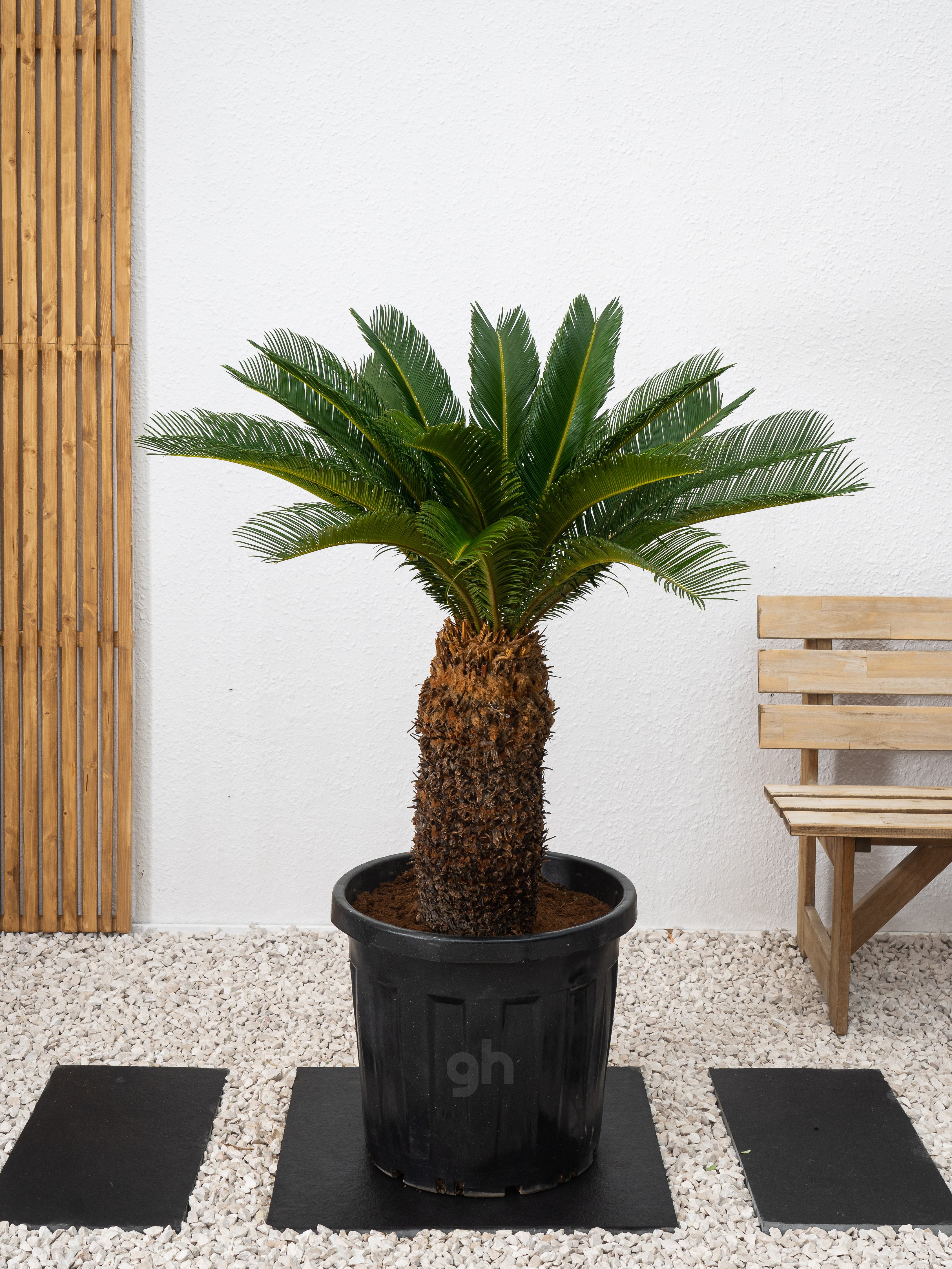 Sago Palm