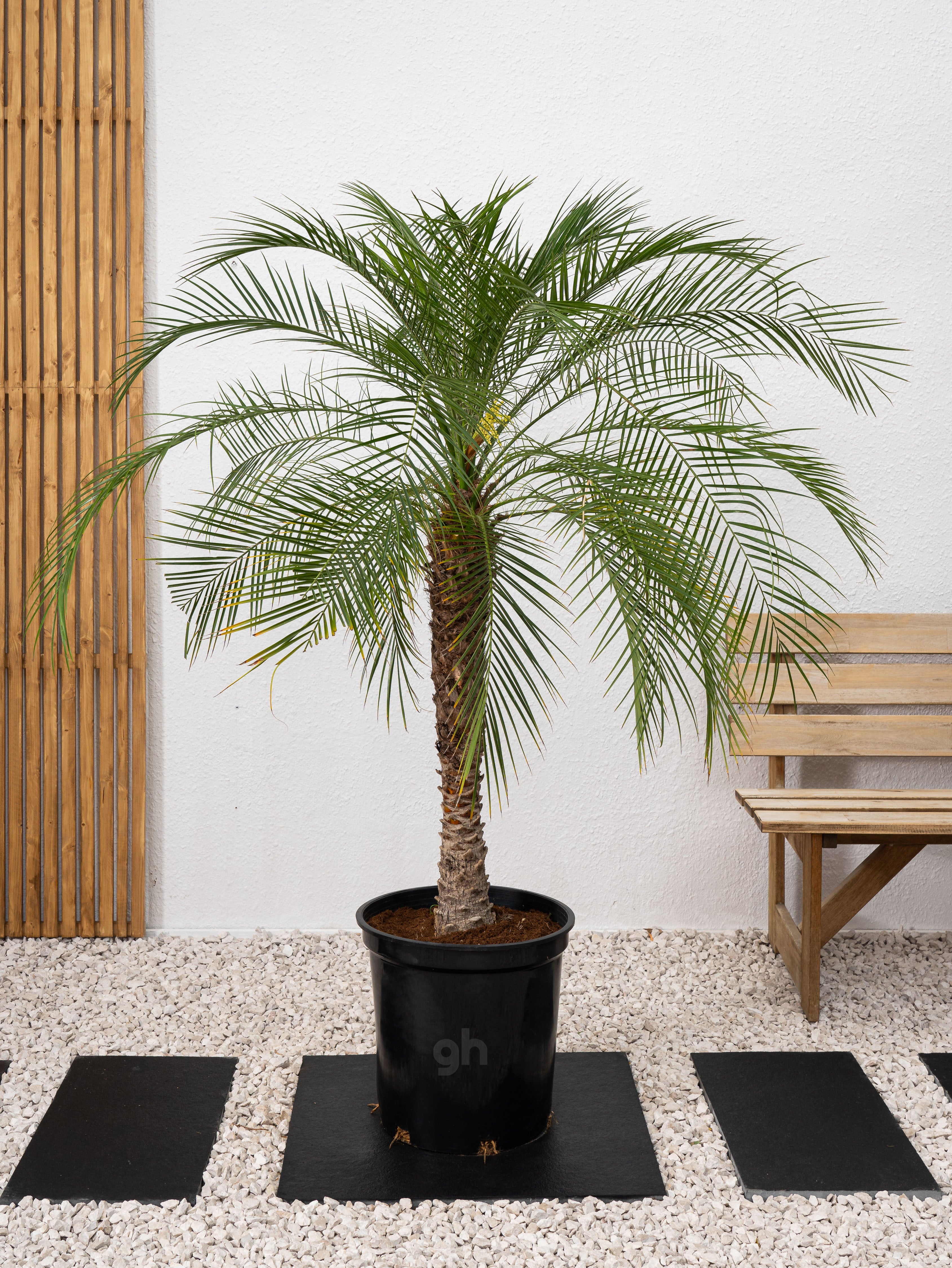 Phoenix Palm