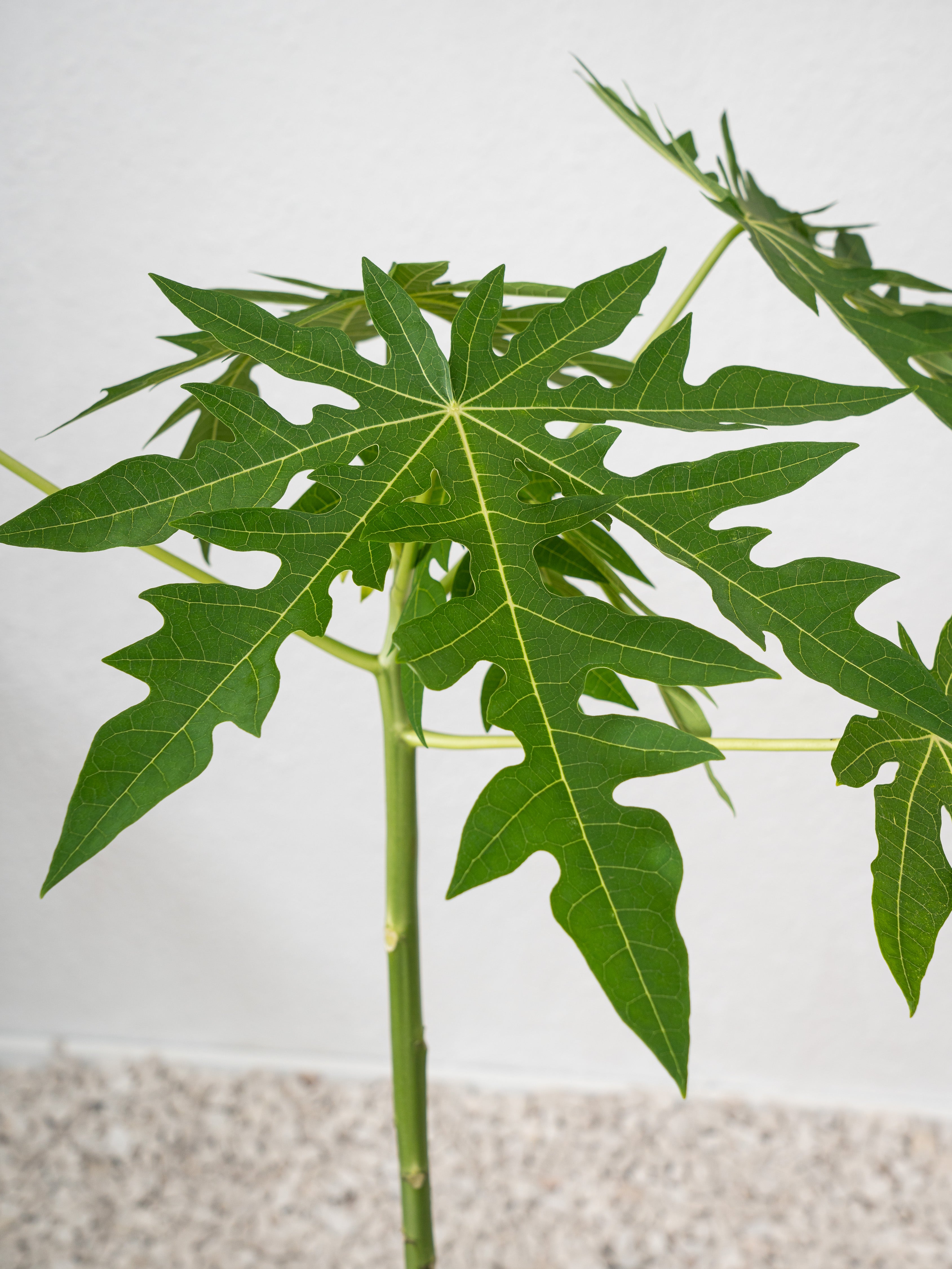 Papaya Tree