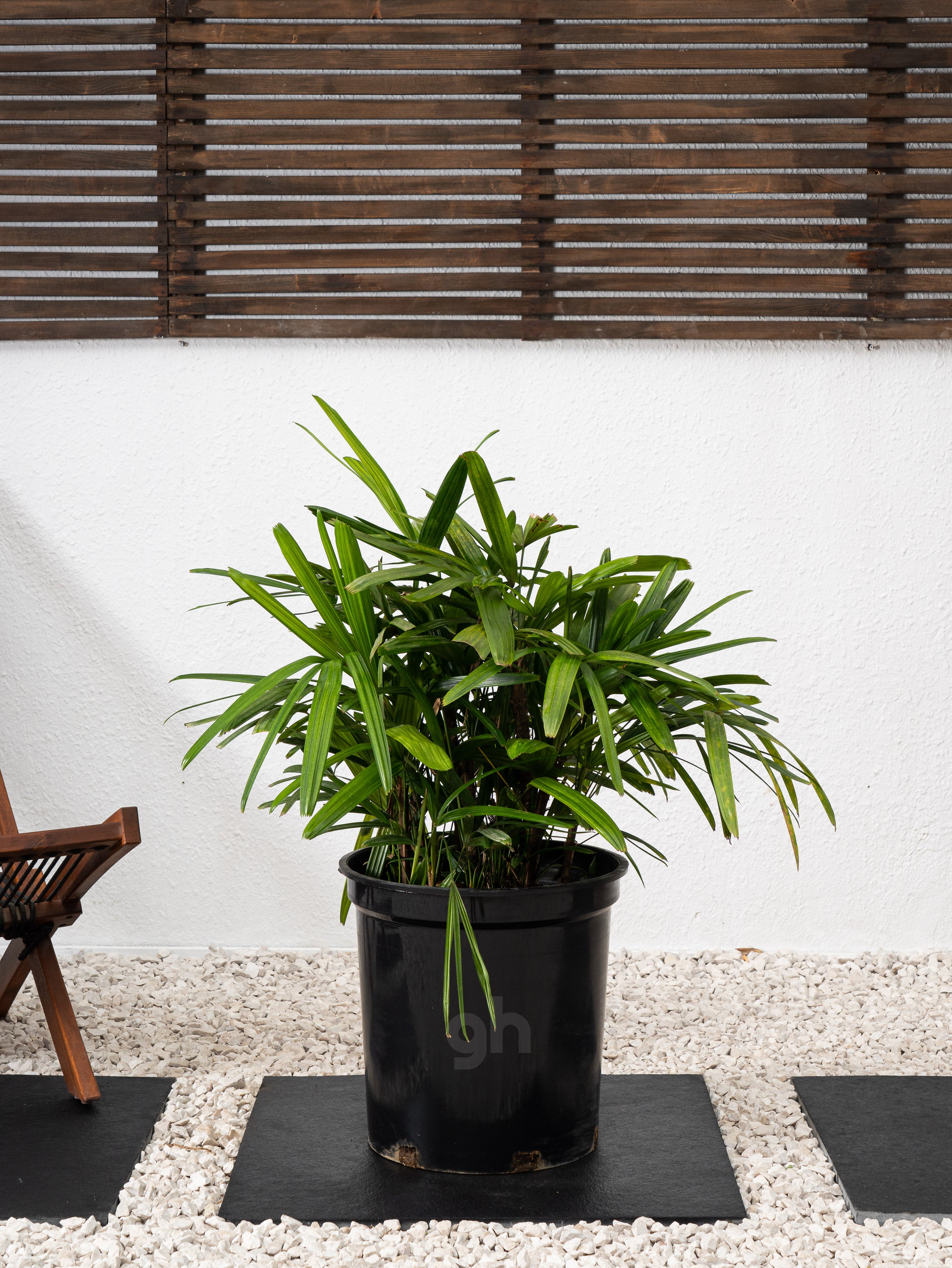 Tropical Plant Bundle