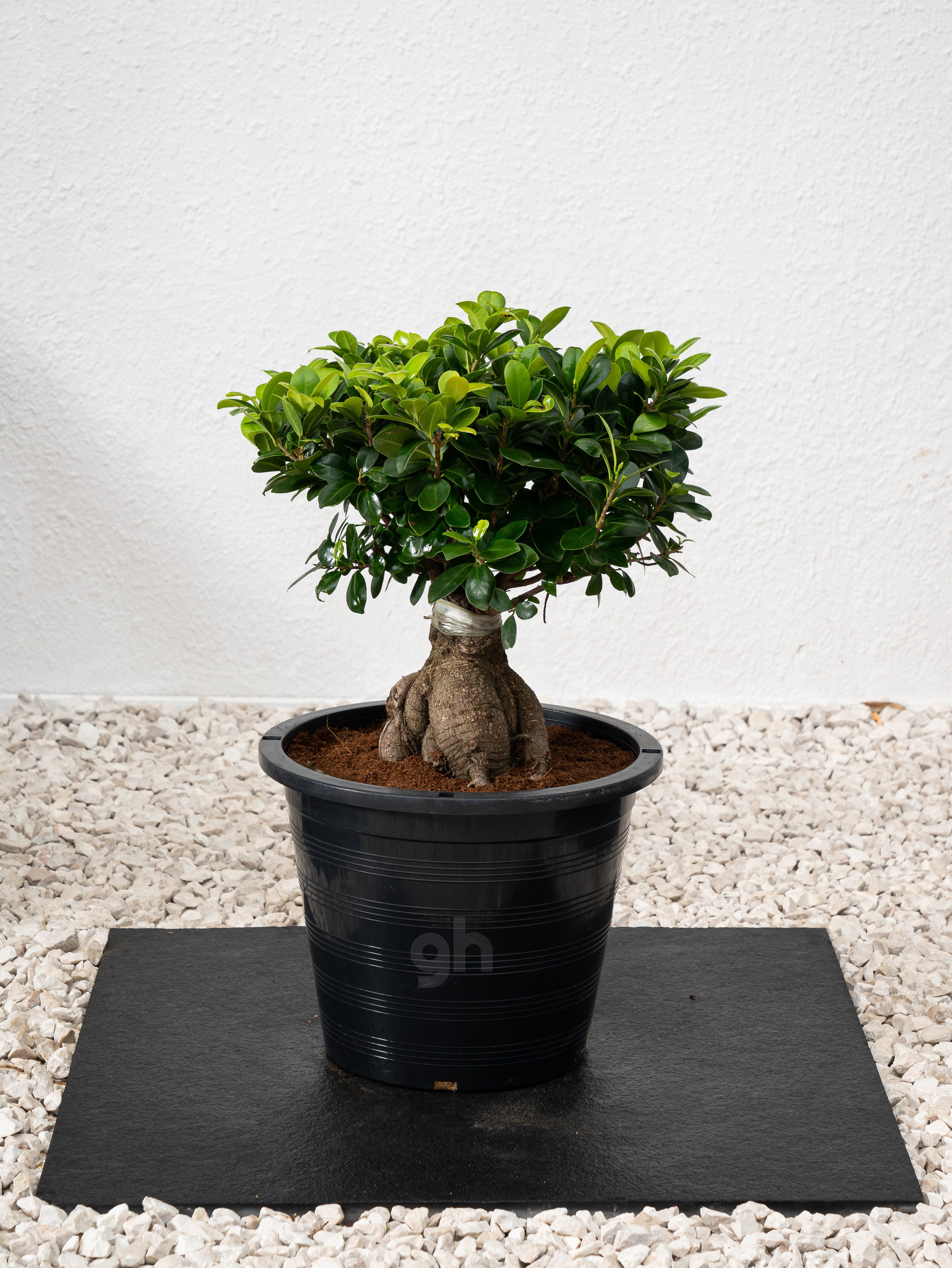 Ficus Bonsai