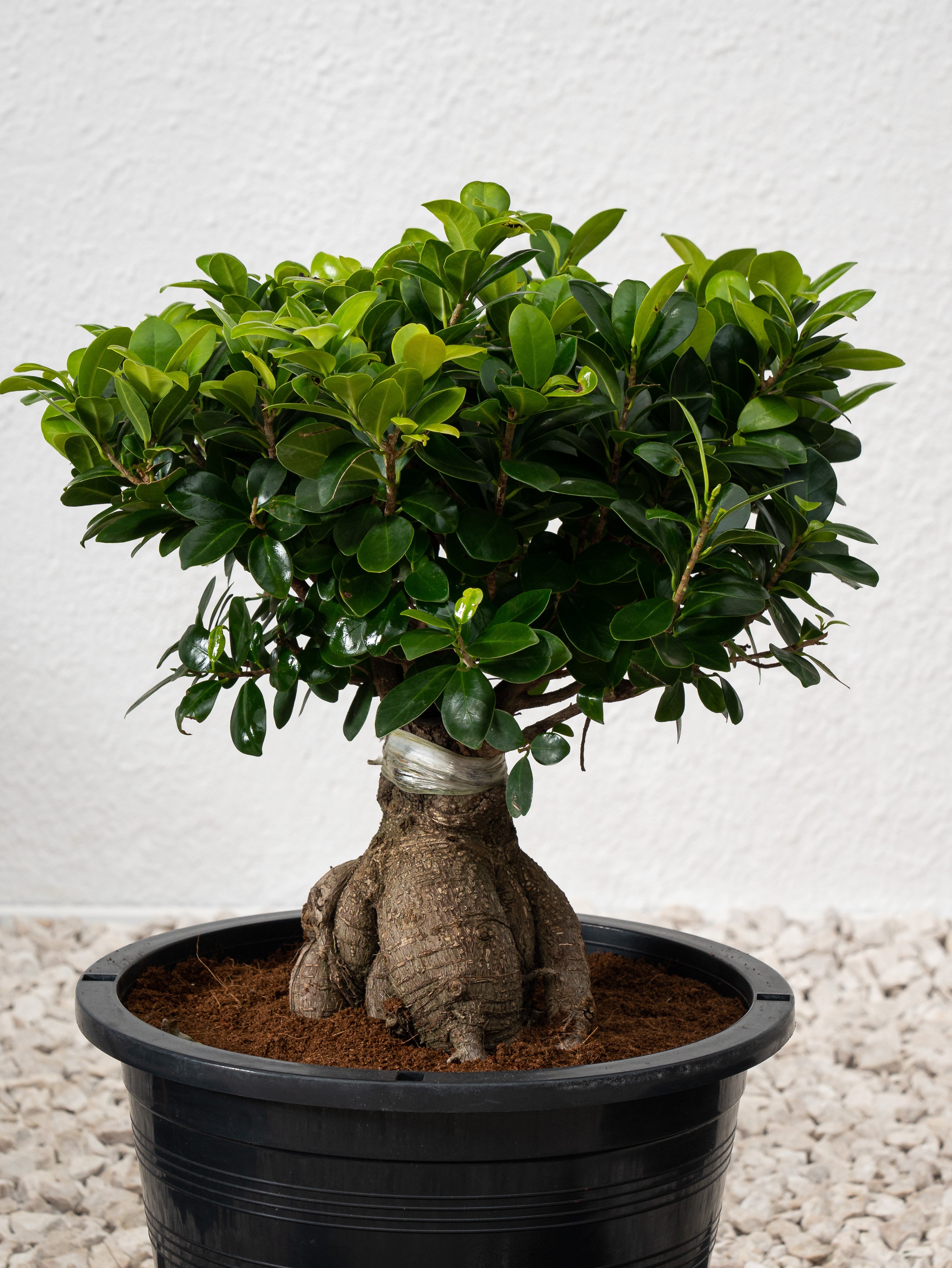 Ficus Bonsai