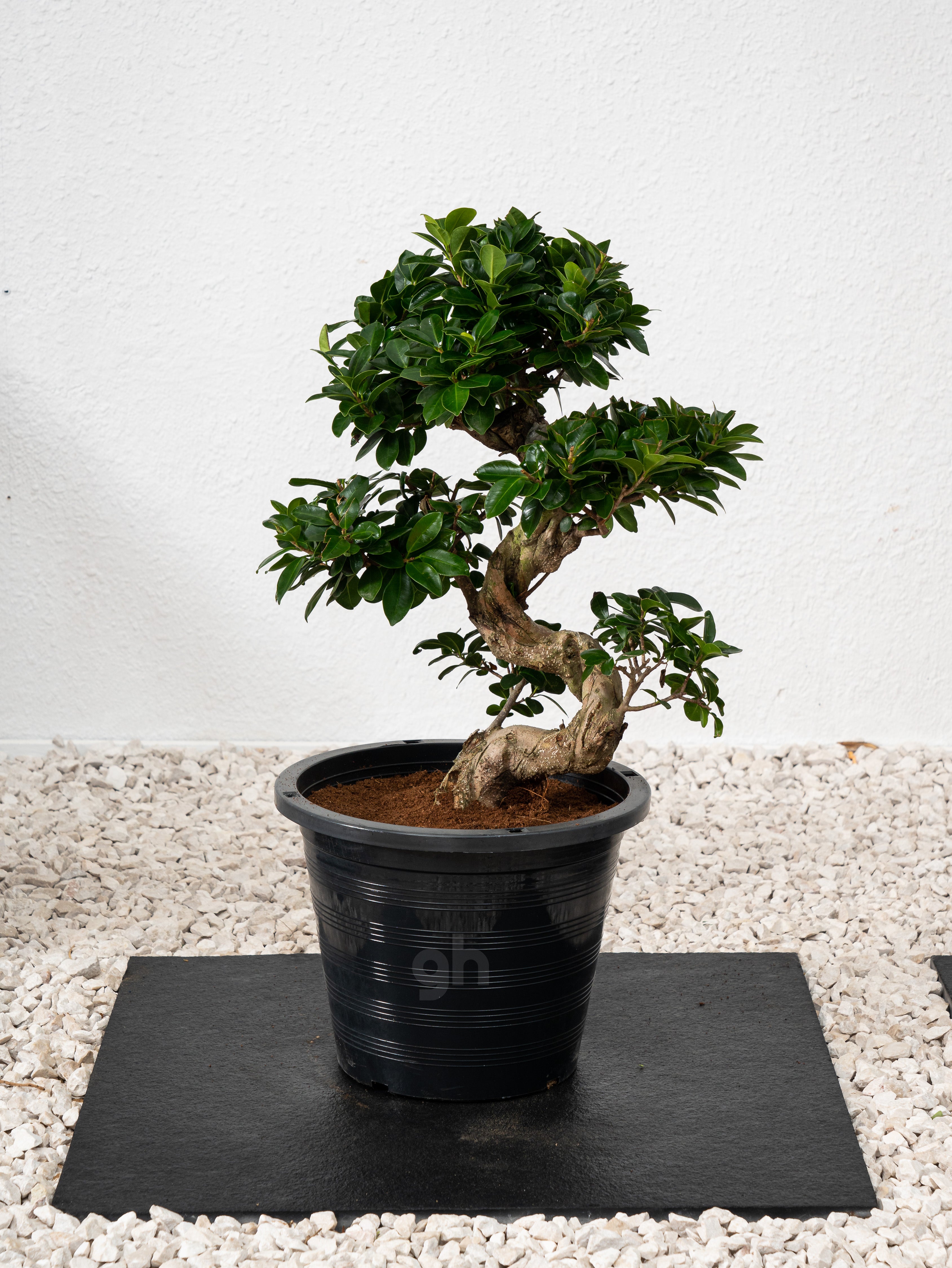 Ficus S Bonsai