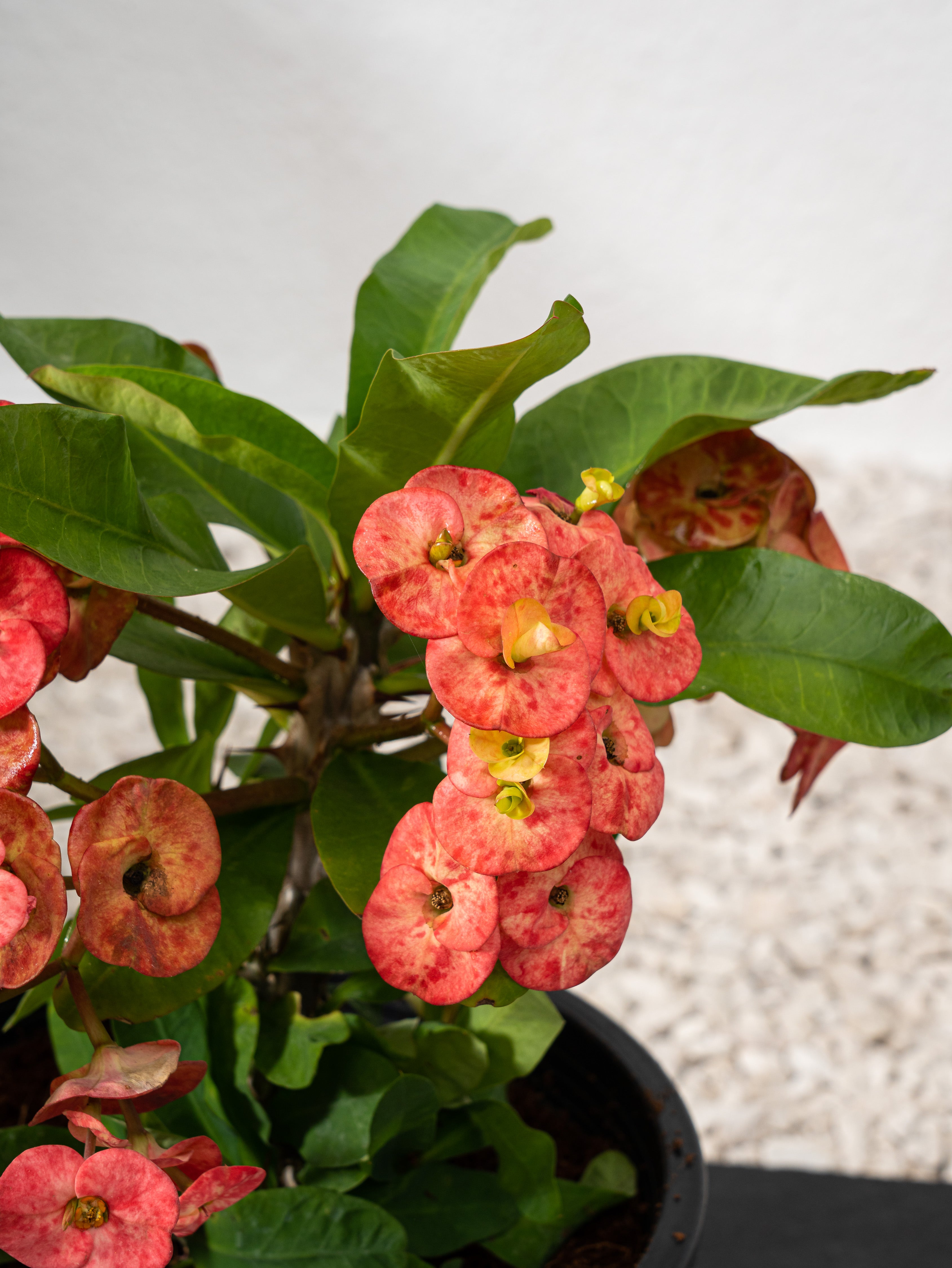 Crown Of Thorns