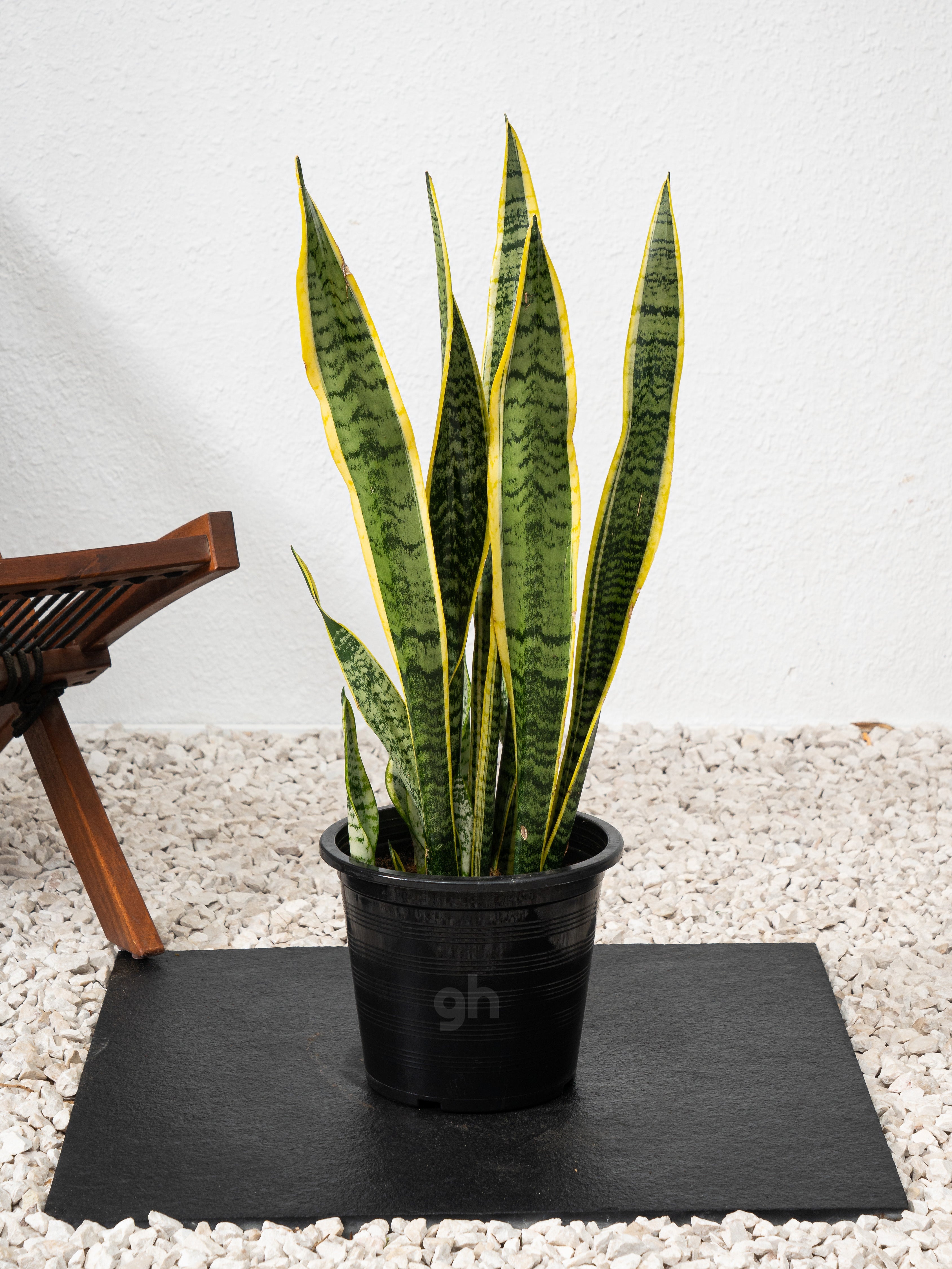 Snake Plant