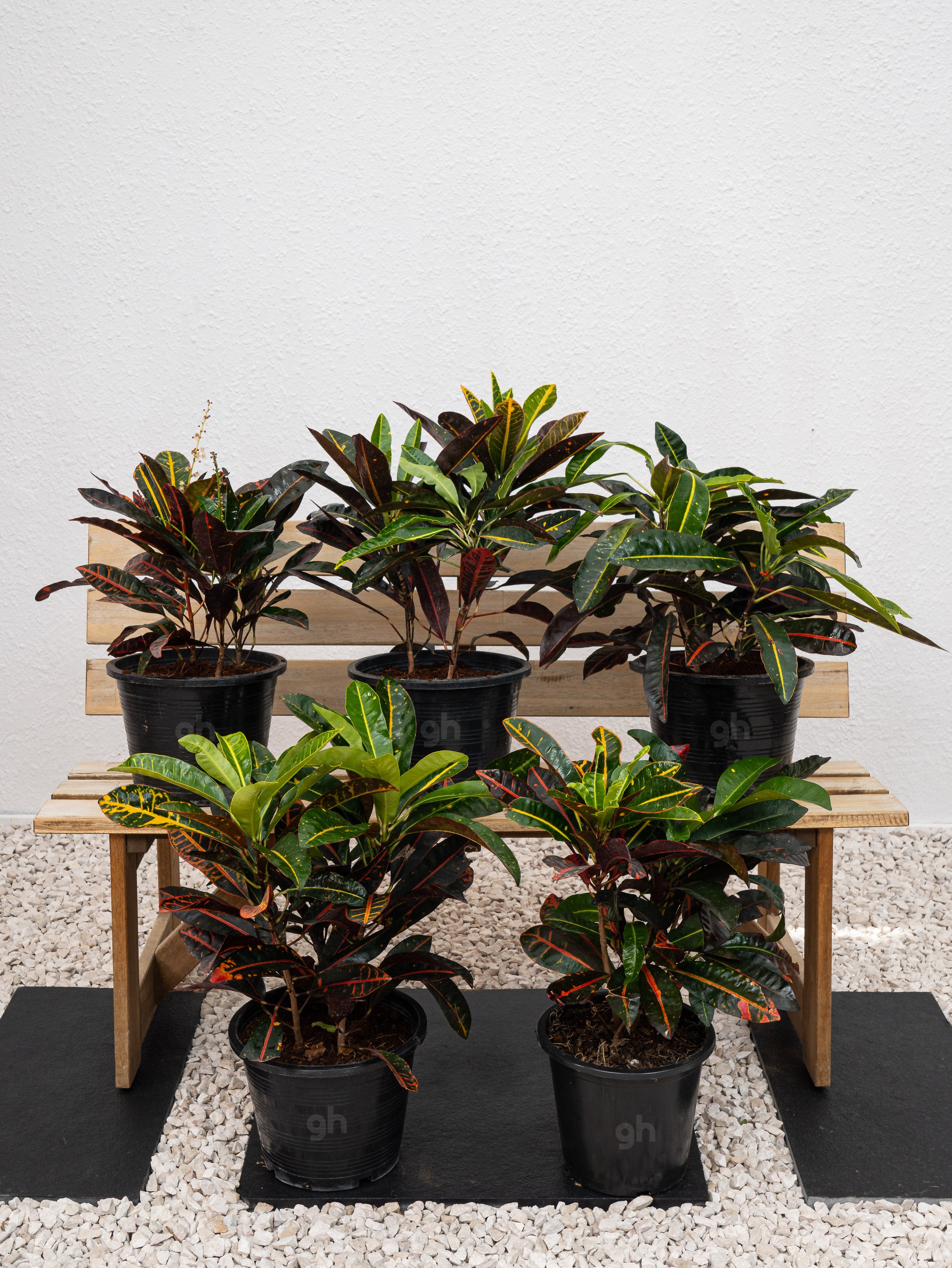 Outdoor Croton