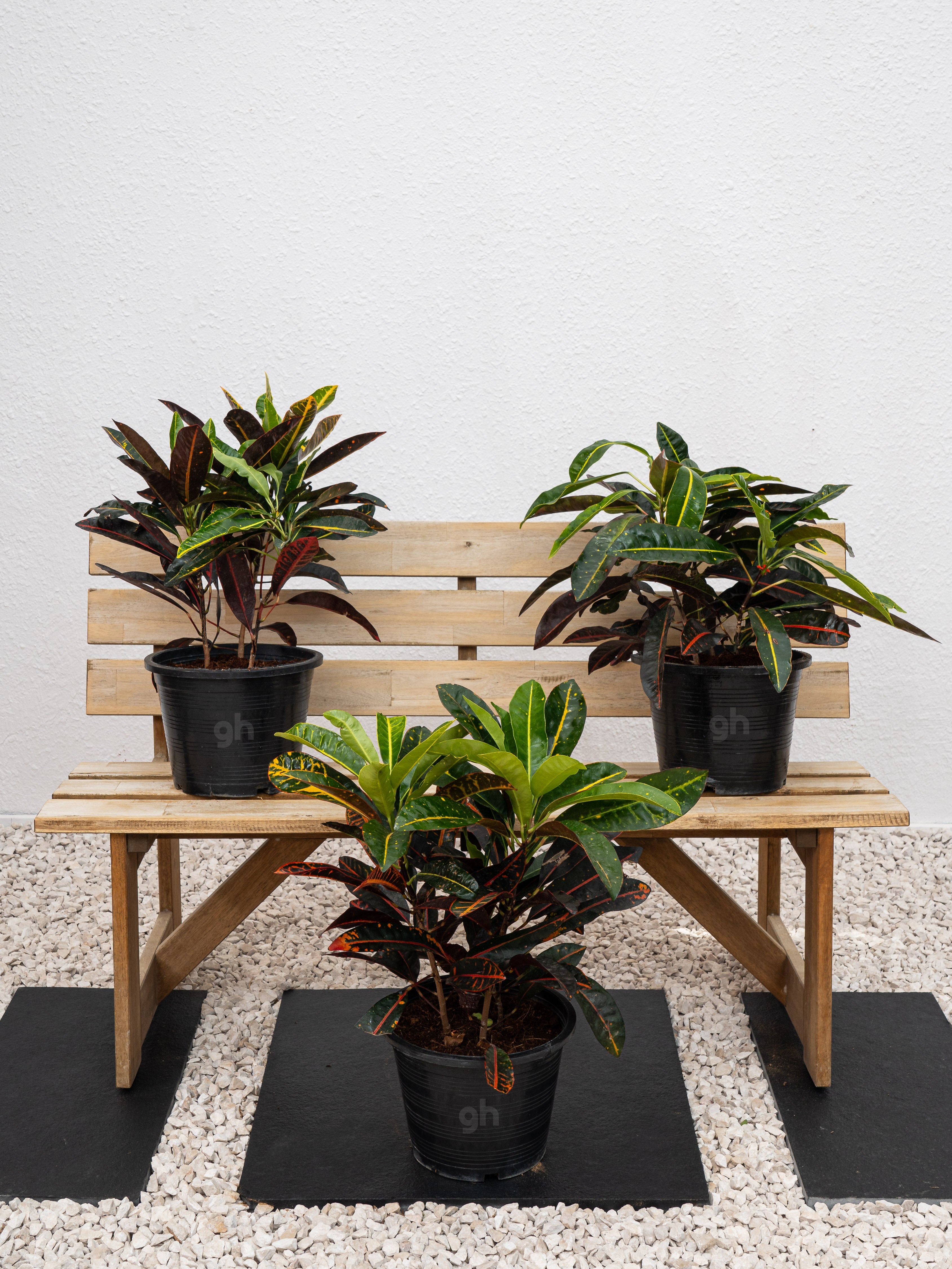Outdoor Croton