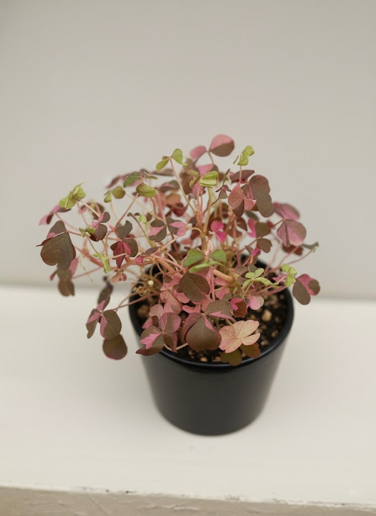 Pink Butterfly Oxalis