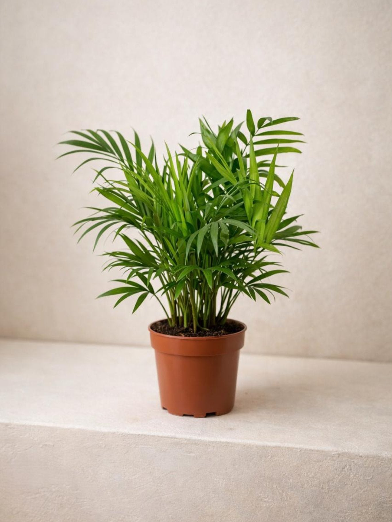 parlor palm hydroponic Parlor Palm - Chamaedorea | Table Top Indoor Plants