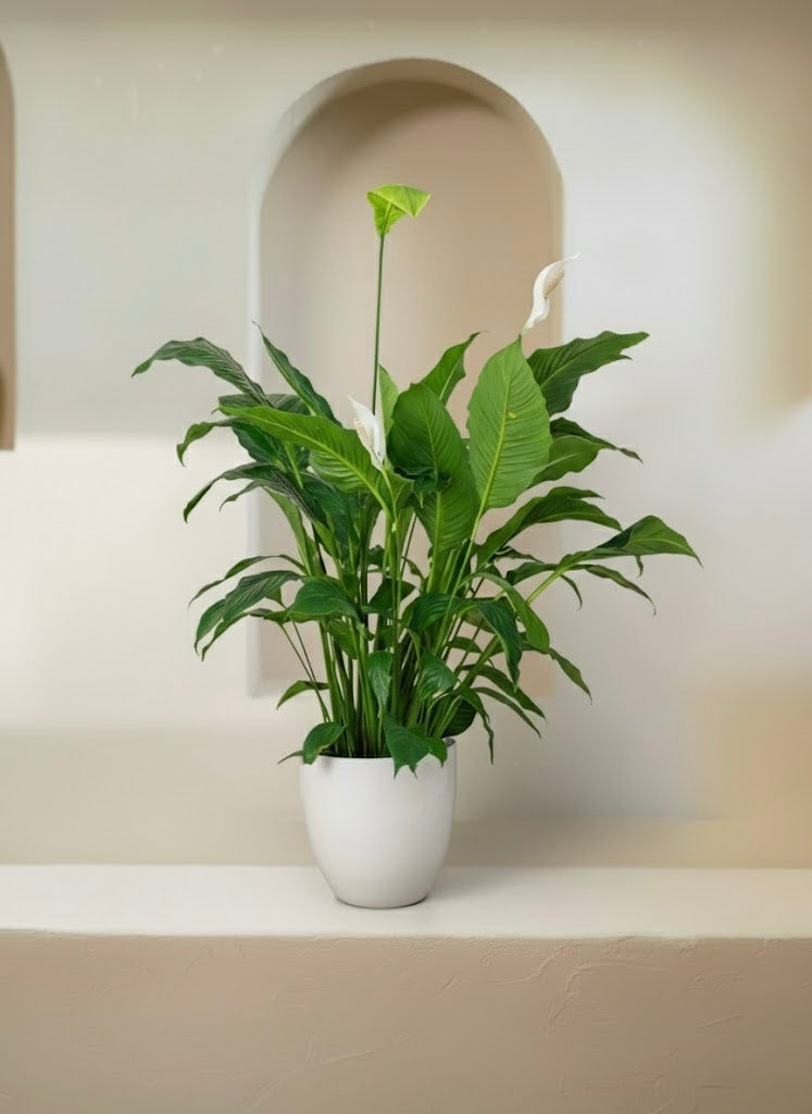 Peace Lily