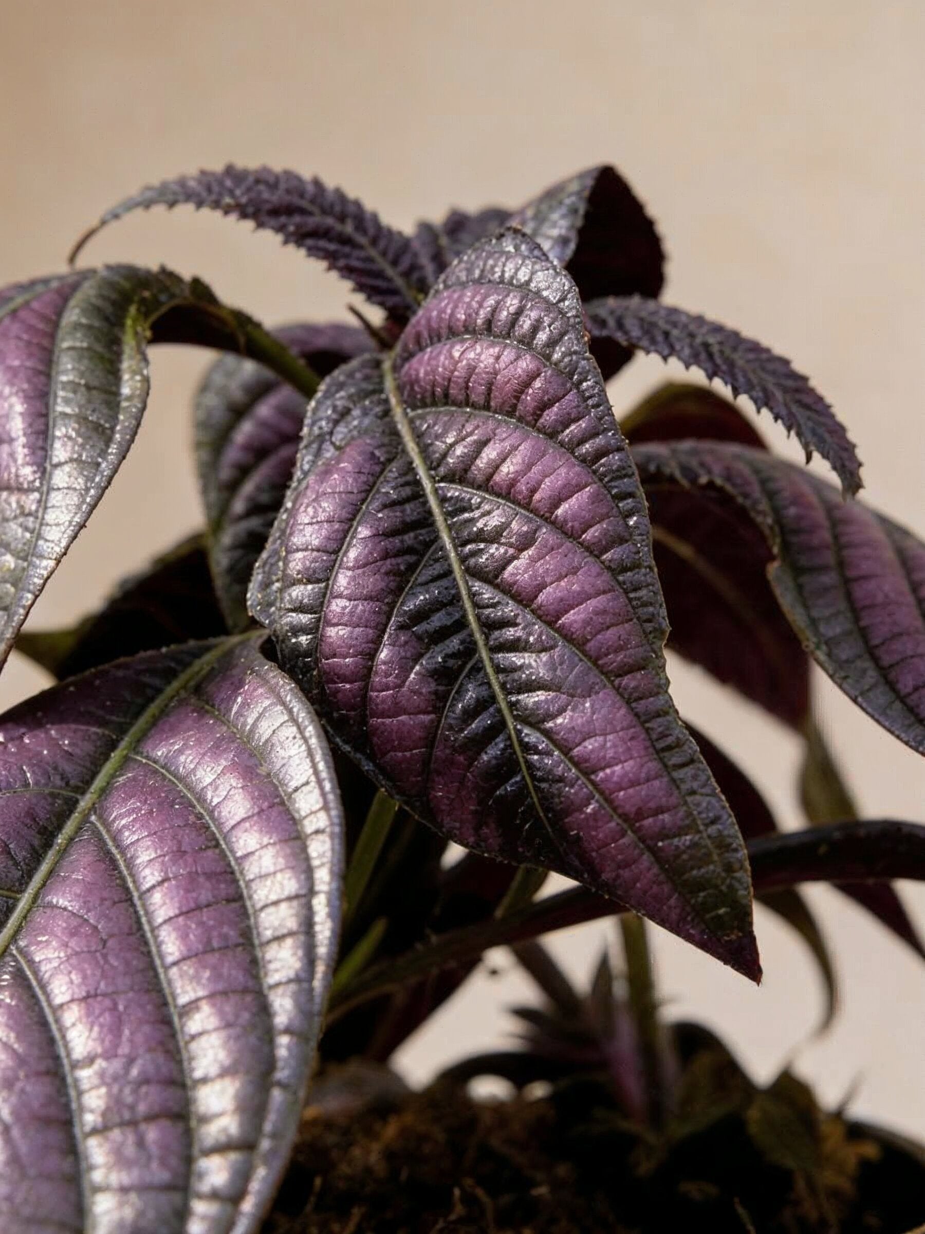 Persian Shield