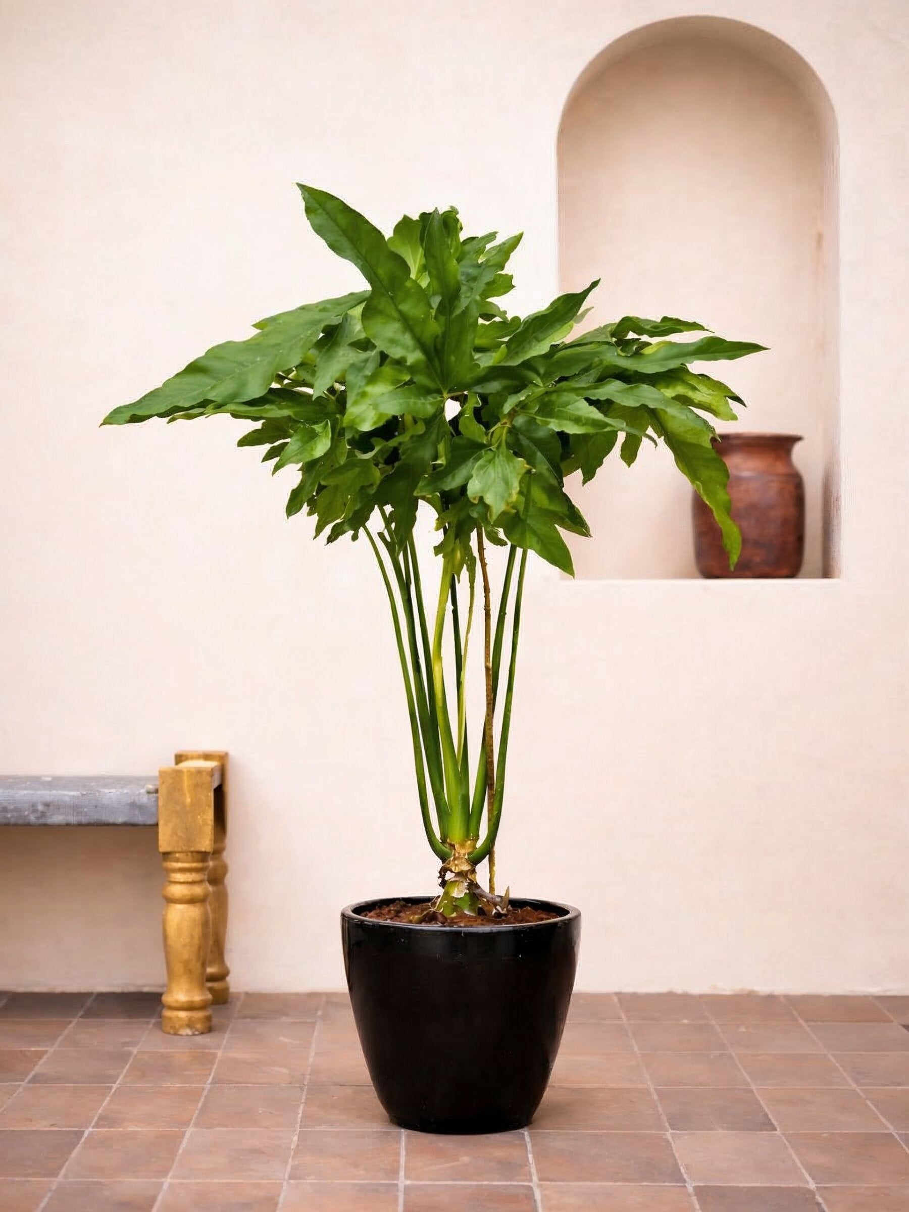 Philodendron Angela
