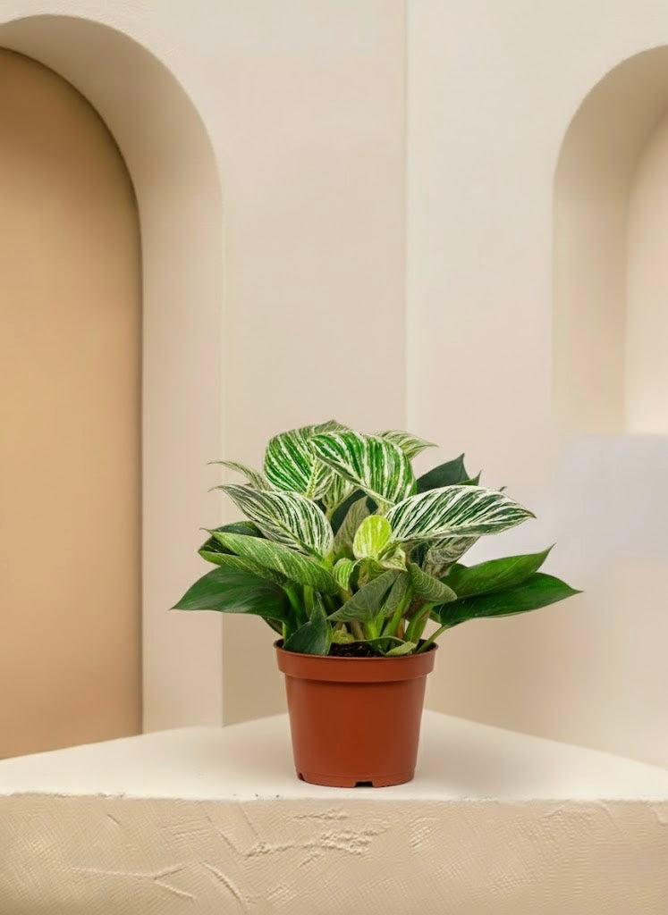 philodendron birkin water requirements Philodendron Birkin | Table Top Indoor Plants